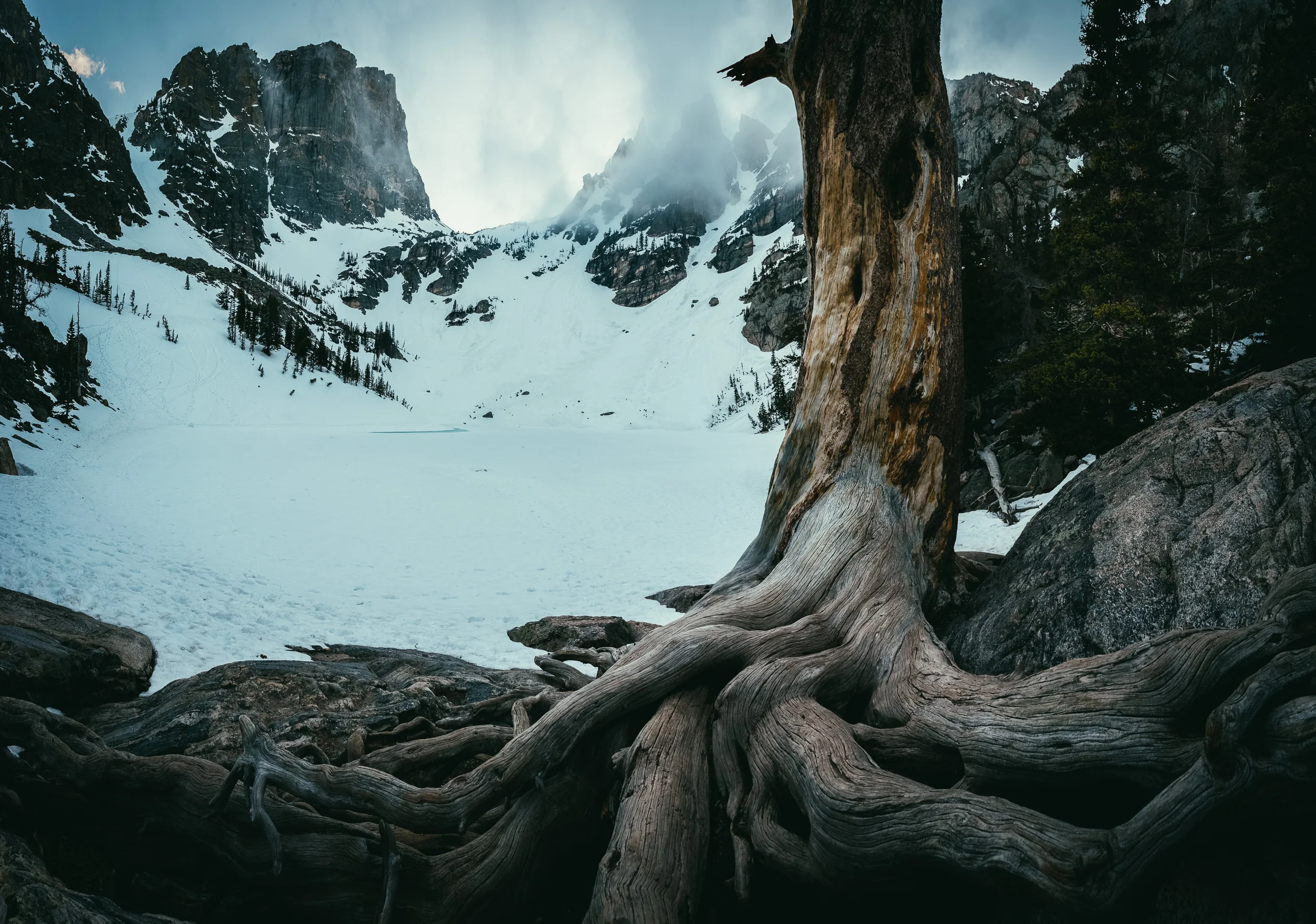 Twisted tree roots and snowy lake scene at Emerald Lake in Rocky Mountain National Park in Colorado