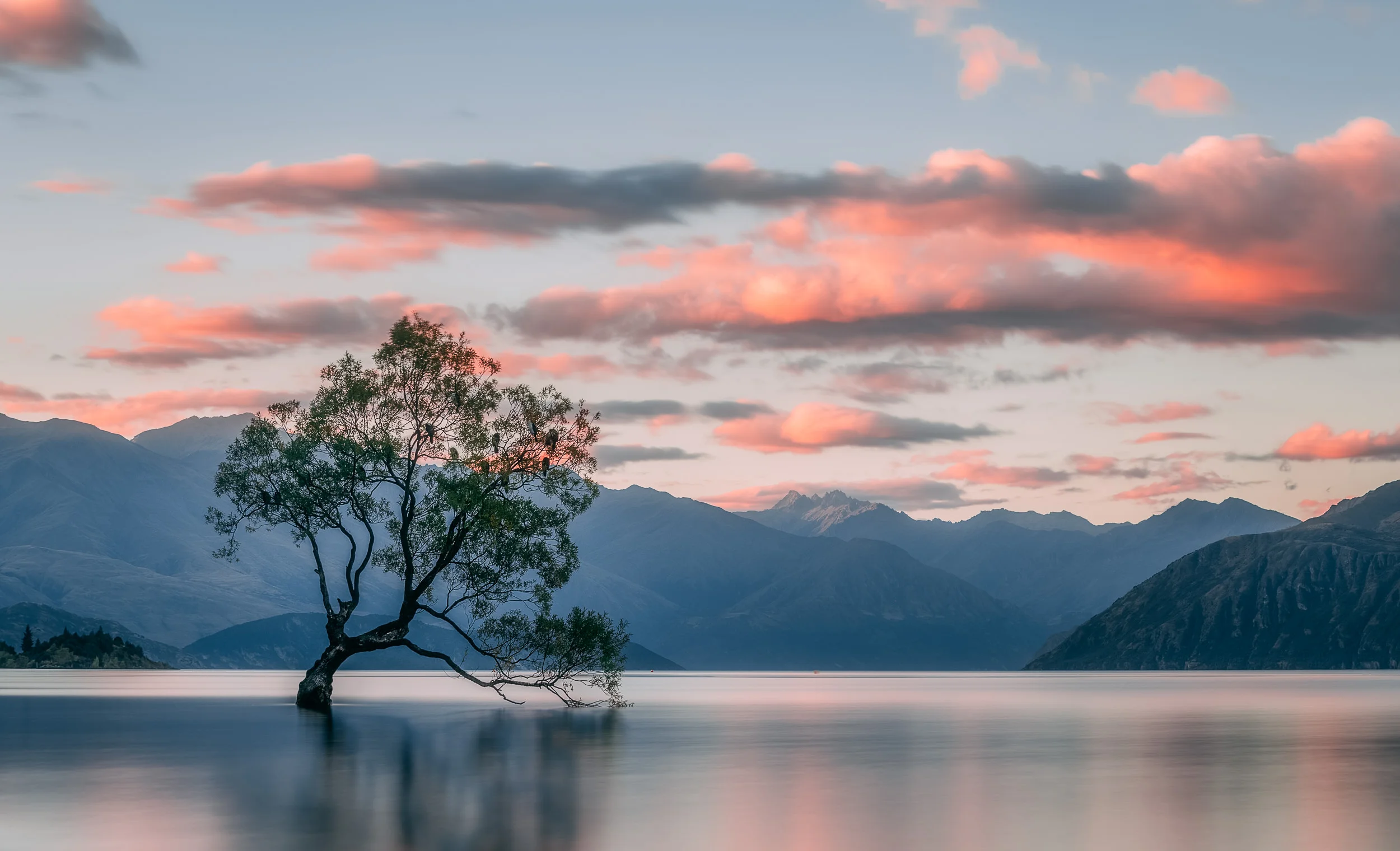 That Wanaka Tree // New Zealand