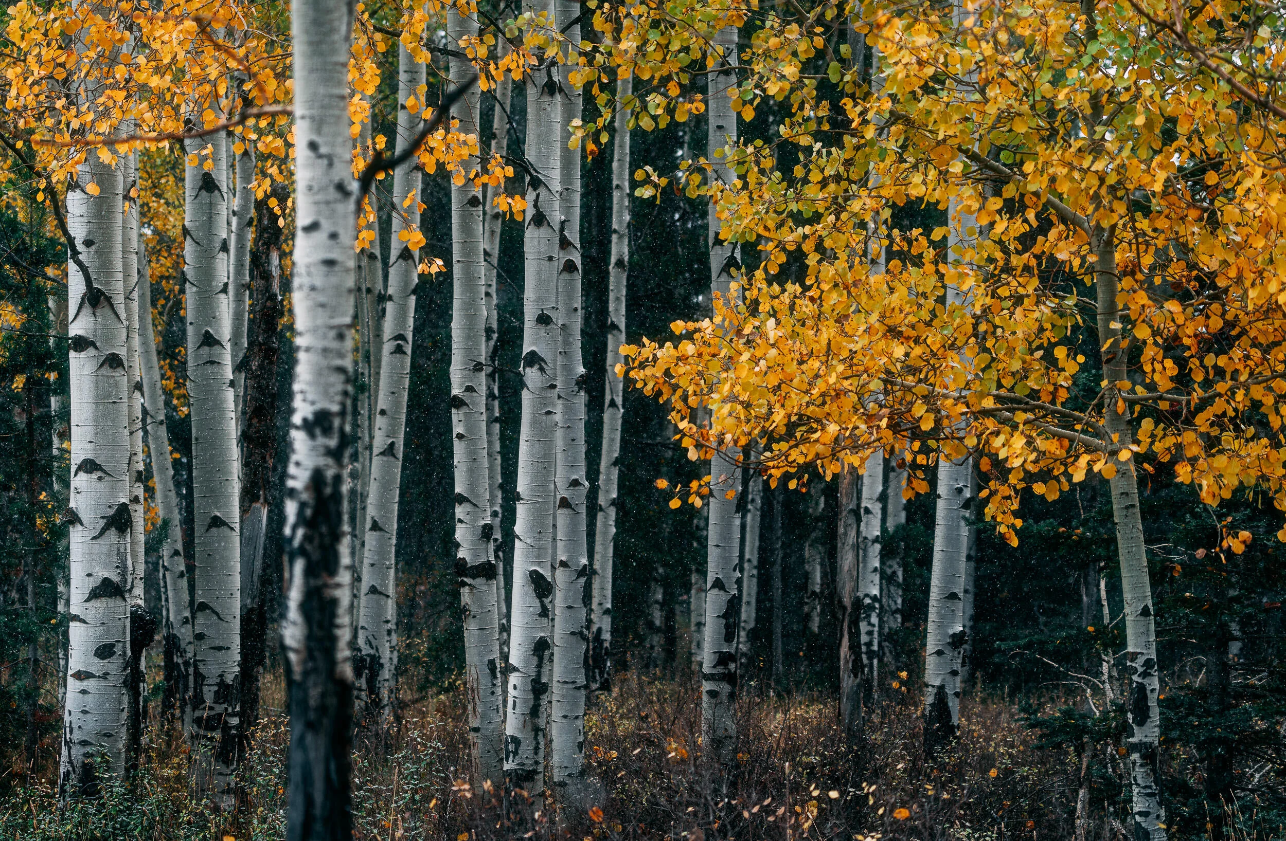2019.10.02_Wyoming_Day3_Moulton_Sunrise_JH_Resort-3810-Edit.jpg