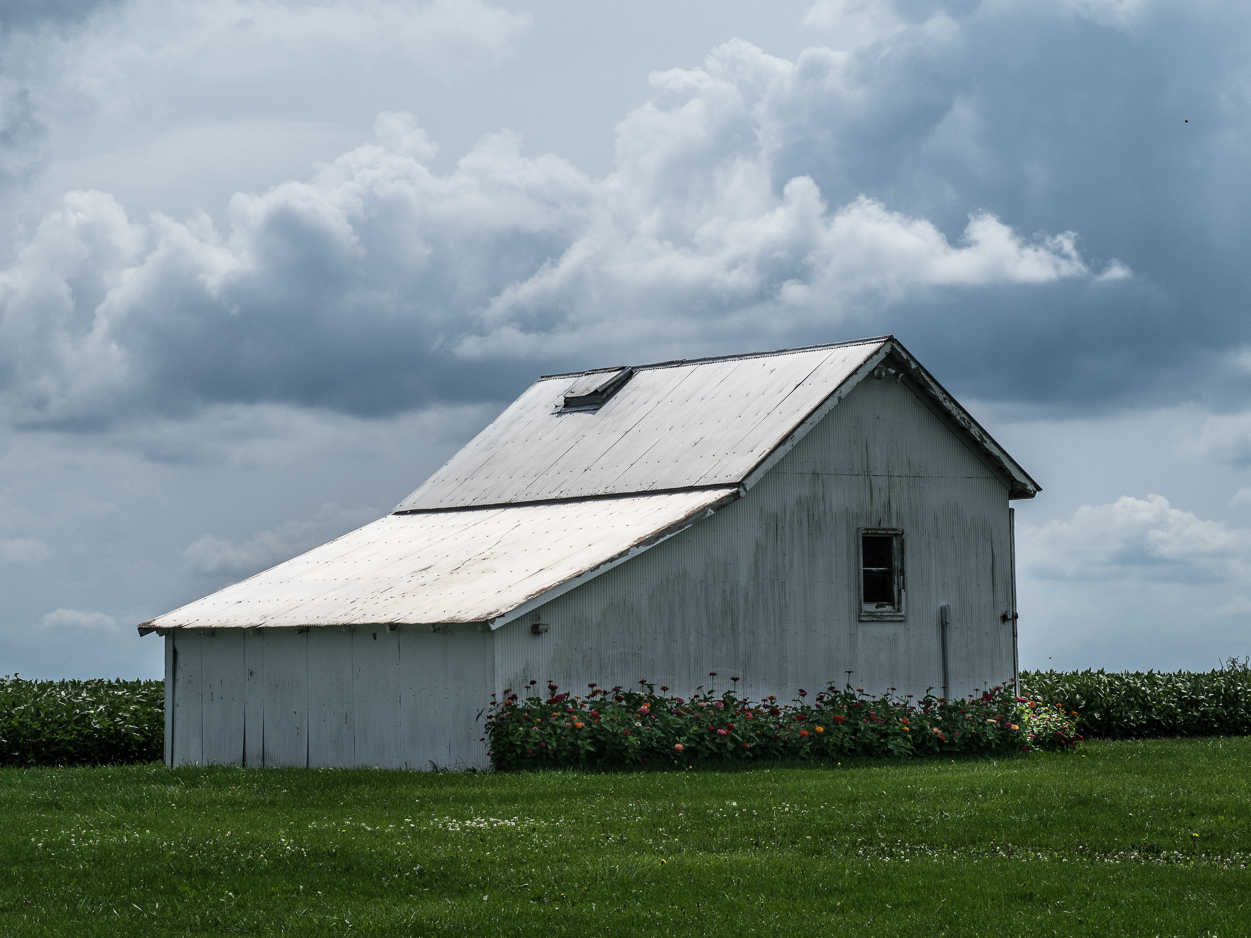 Outbuilding and Zinnias