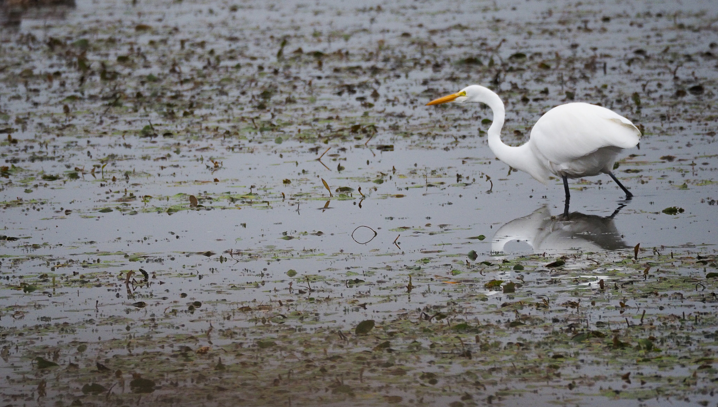 Crane Fishing