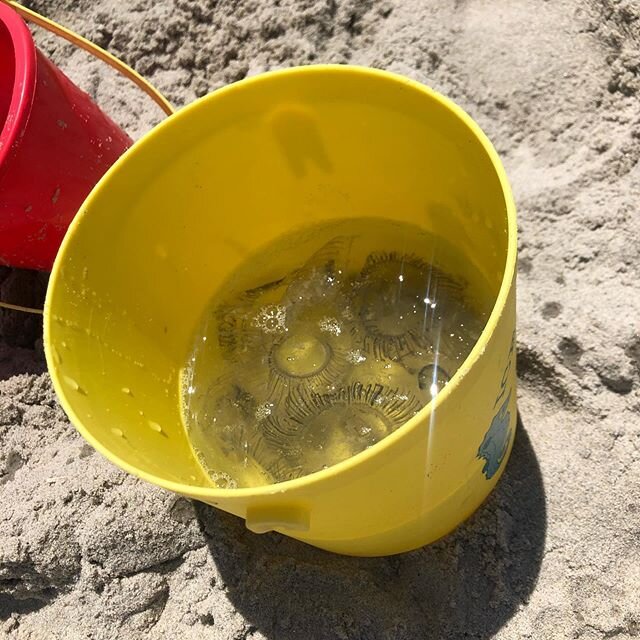 Bowl full of jelly...fish. 😜they usually spend all day digging up sand crabs (when they&rsquo;re not body surfing or boogie boarding), but today the beach is littered with jelly fish! Shore kids 🤗☀️❤️
.
#shorekids #downtheshoreeverythingsalright #j