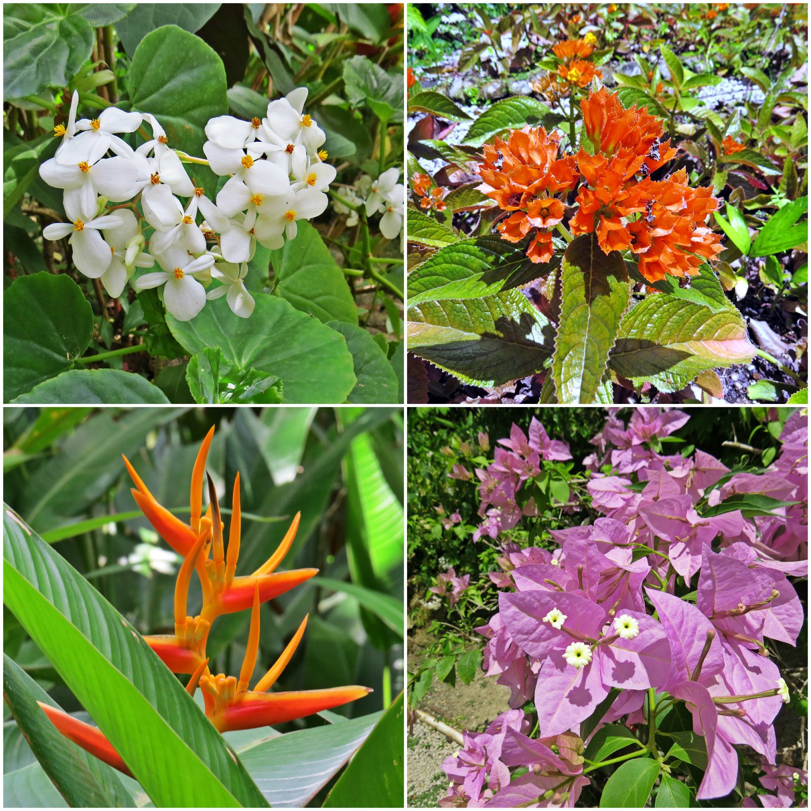PicMonkey Collage.png