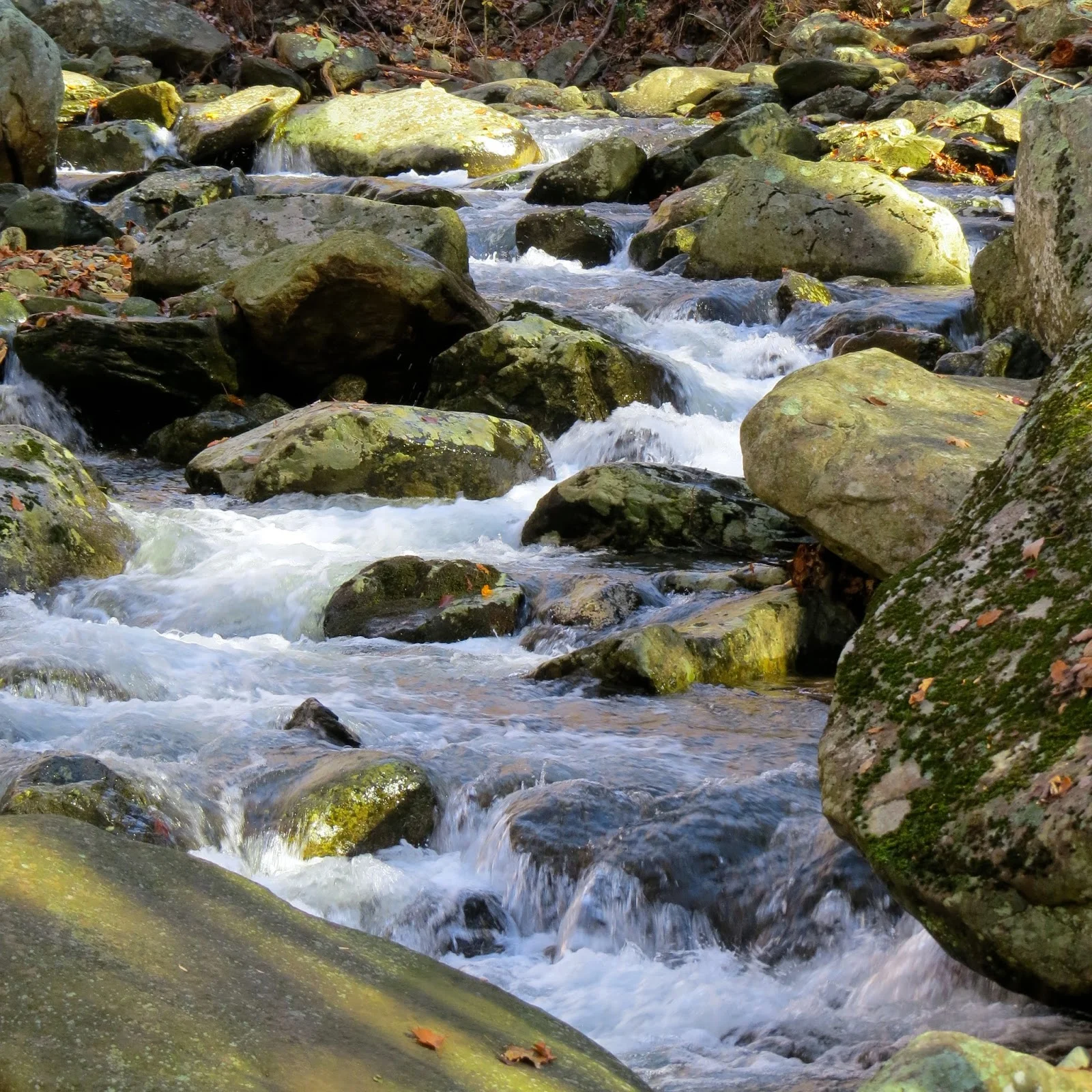 IMG_0037.jpg
