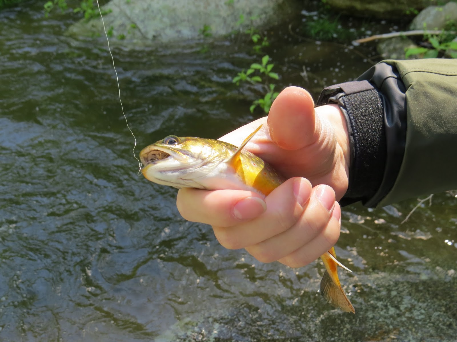 Fly Fishing the Rapidan River — Snows Out West