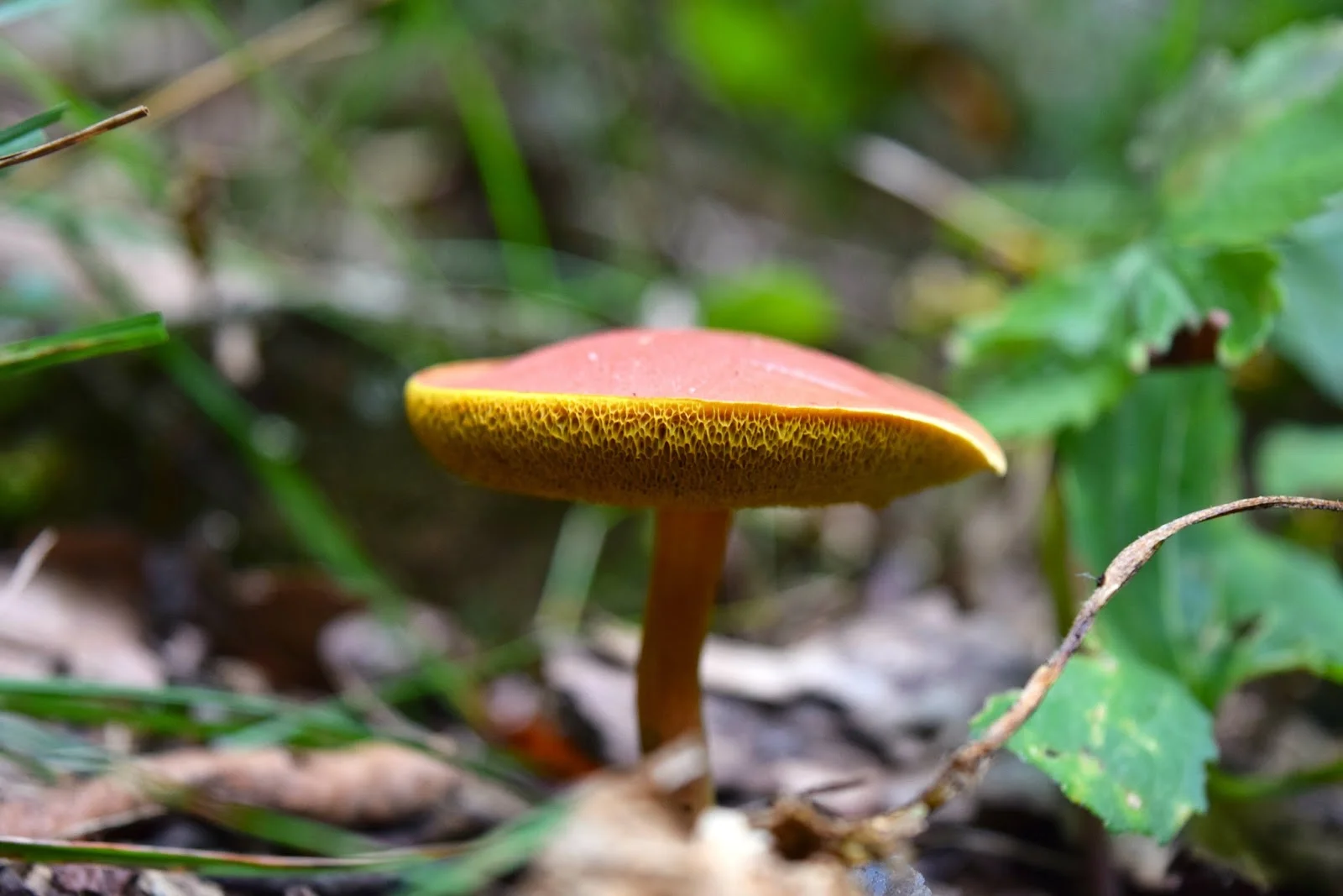 DSC_0278.jpg