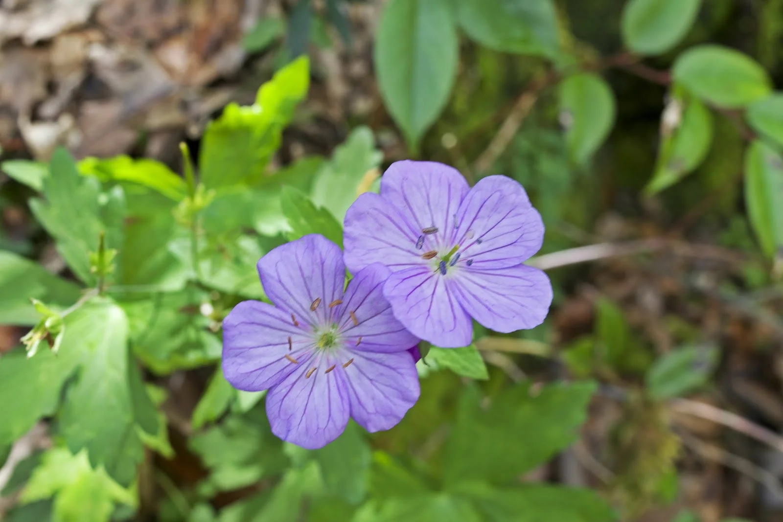 DSC_0503.jpg
