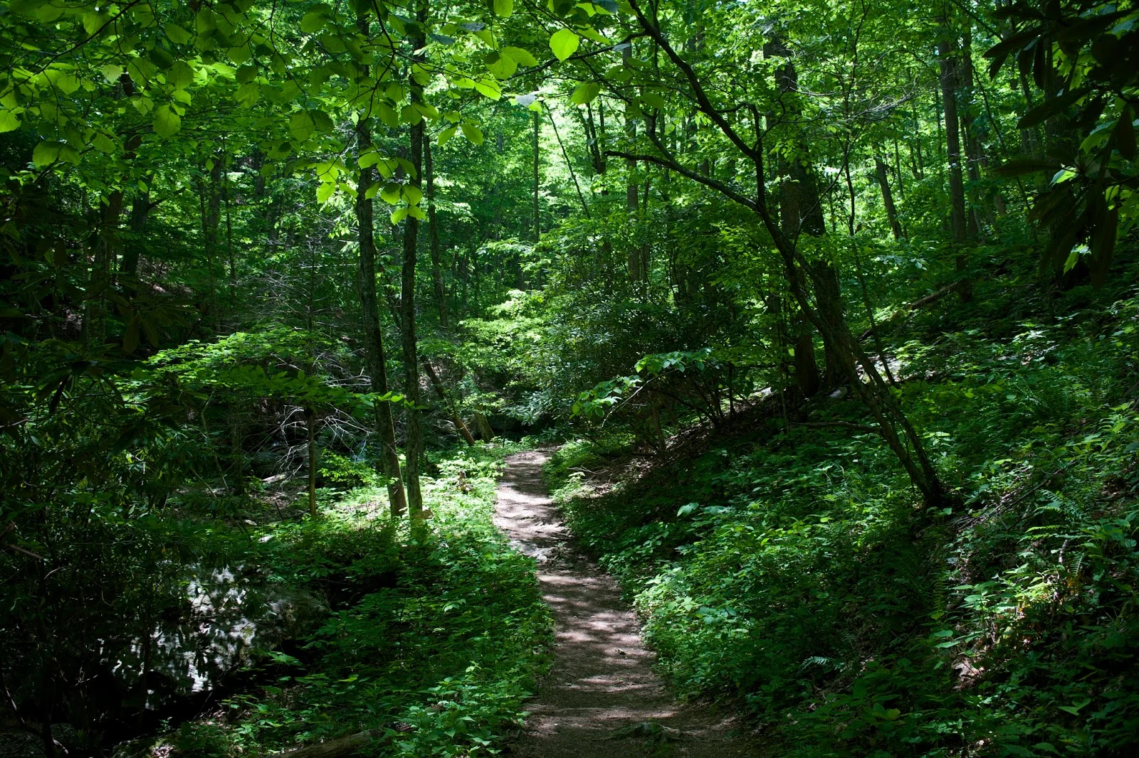 DSC_0601.jpg