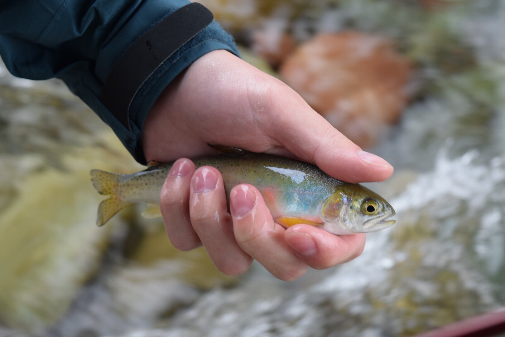 The first fish of the trip!