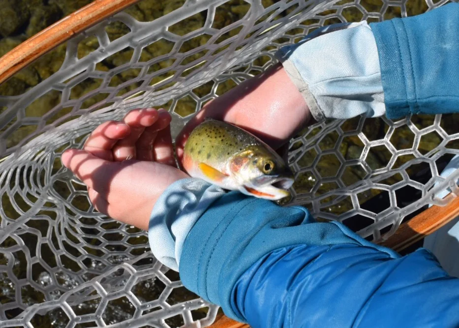 My first cut throat! How stinkin' gorgeous is that fish!?