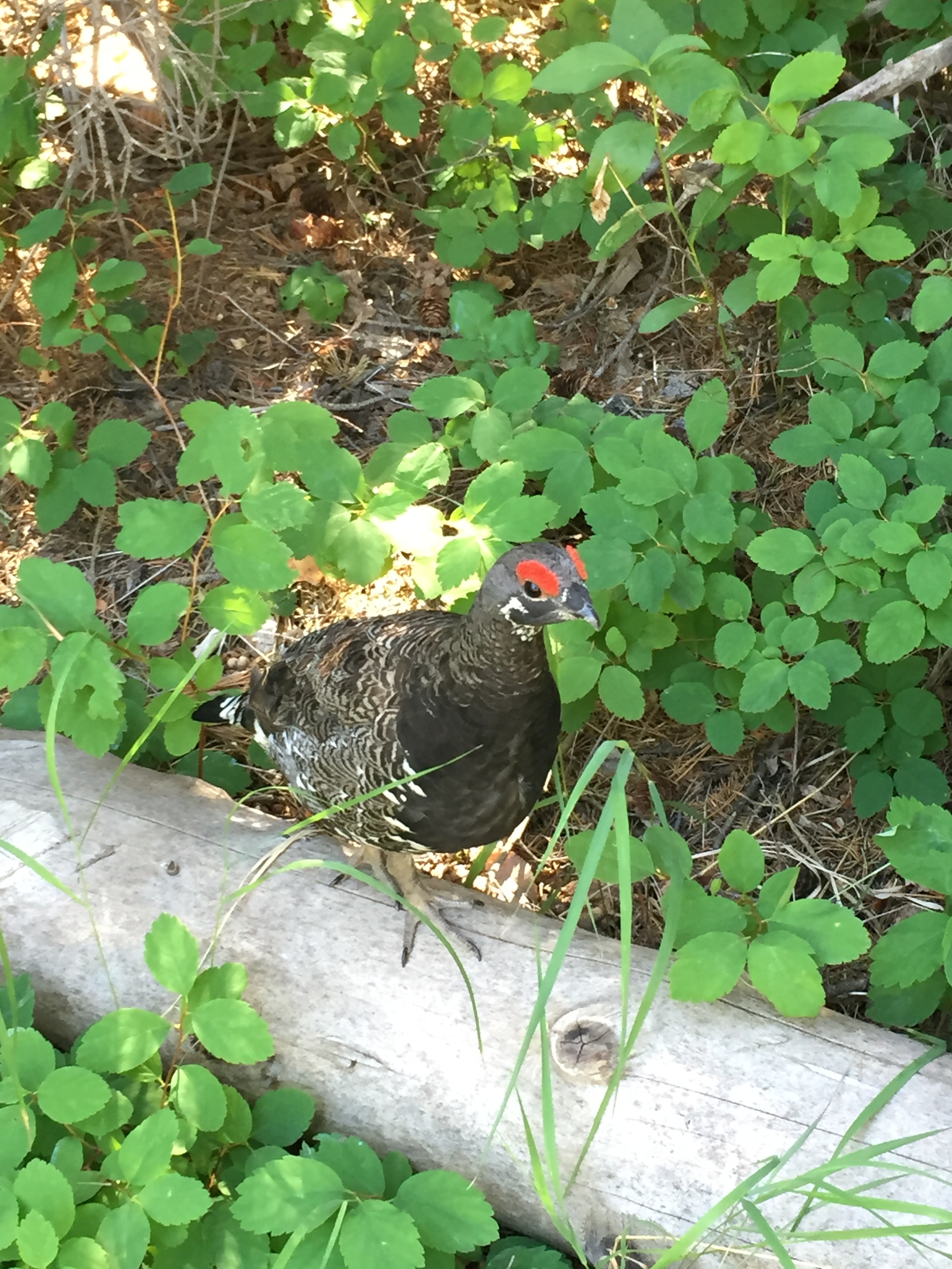 A little Spruce Grouse that found us very interesting.