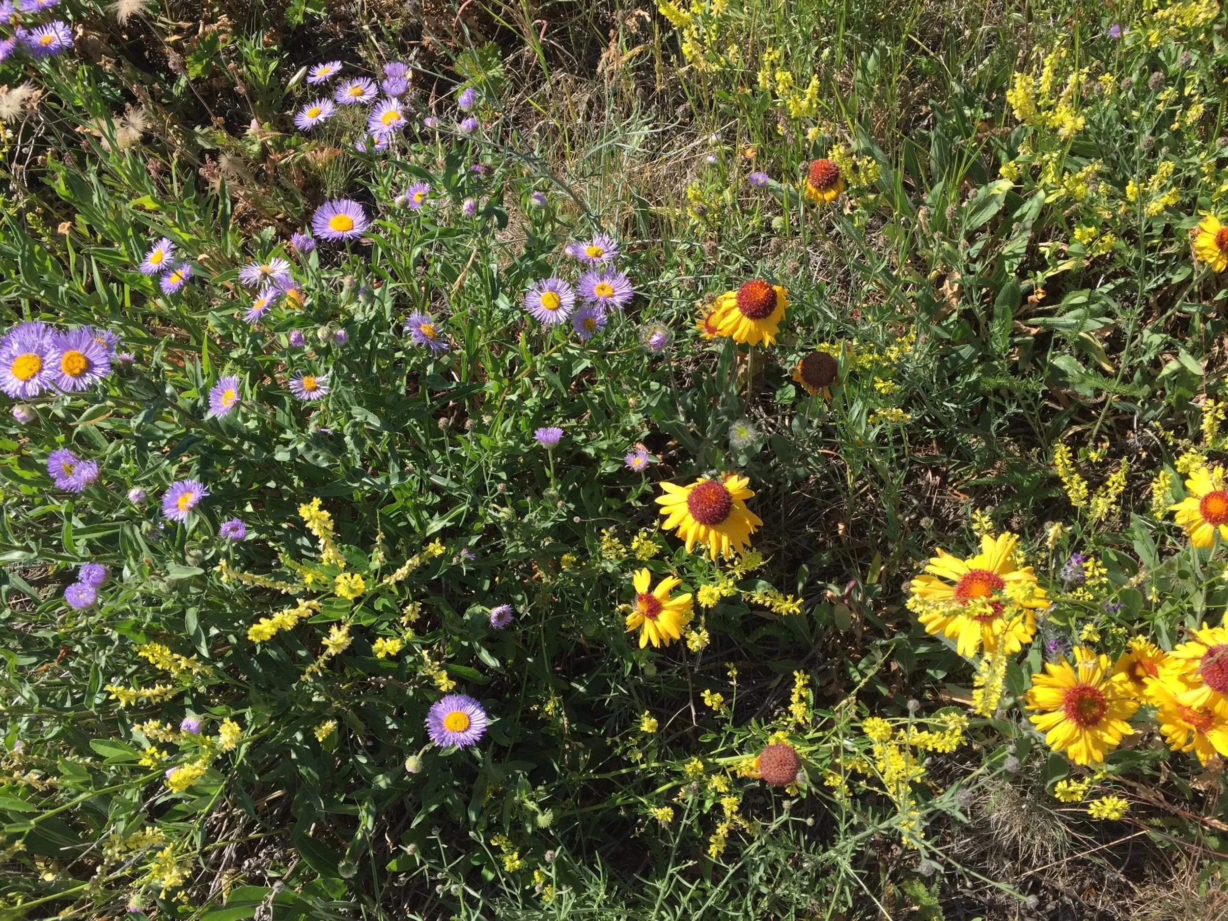 Aspen Fleabane (Purple) & Blanket Flower (Yellow)