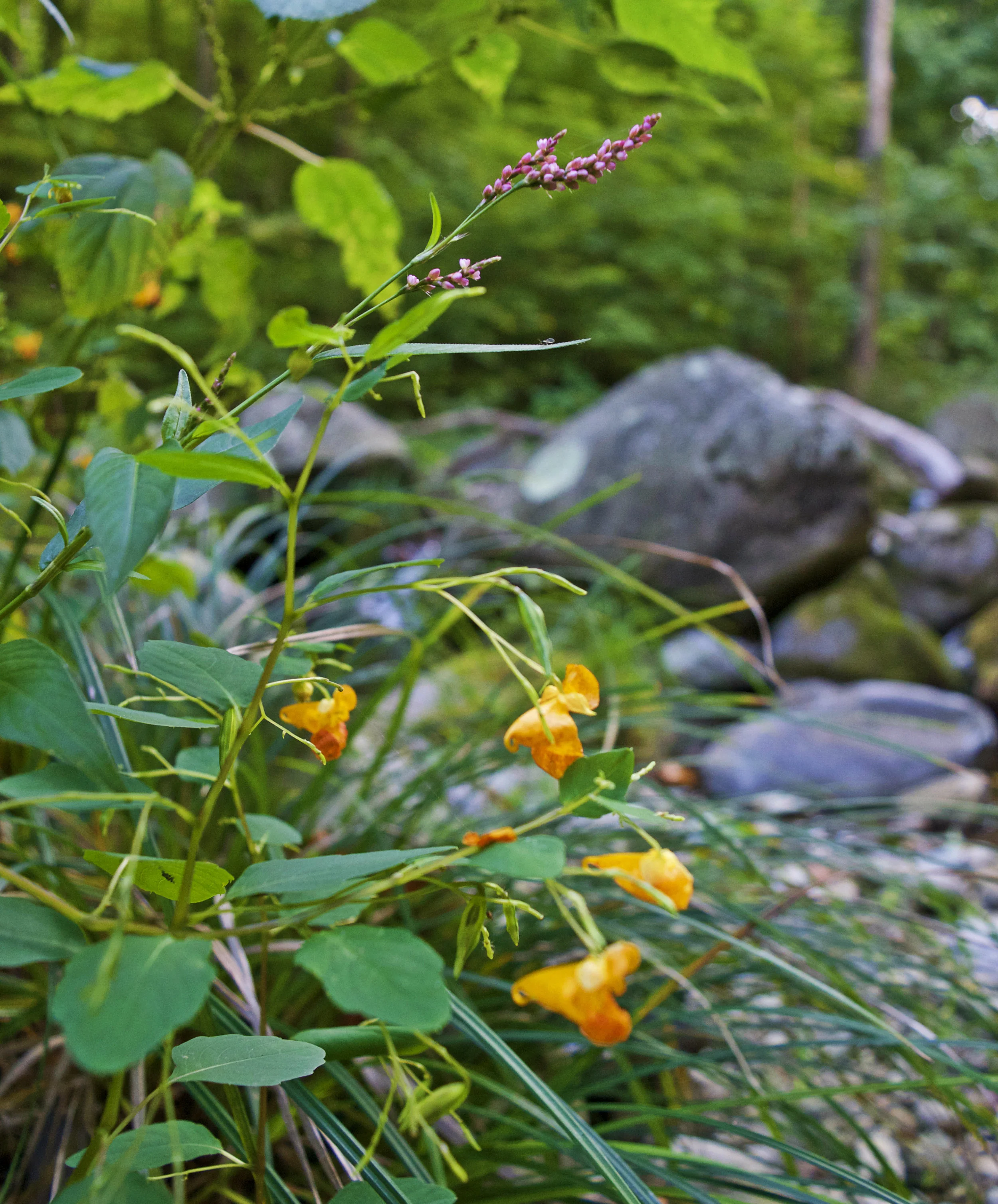 Some late-summer flowers blooming