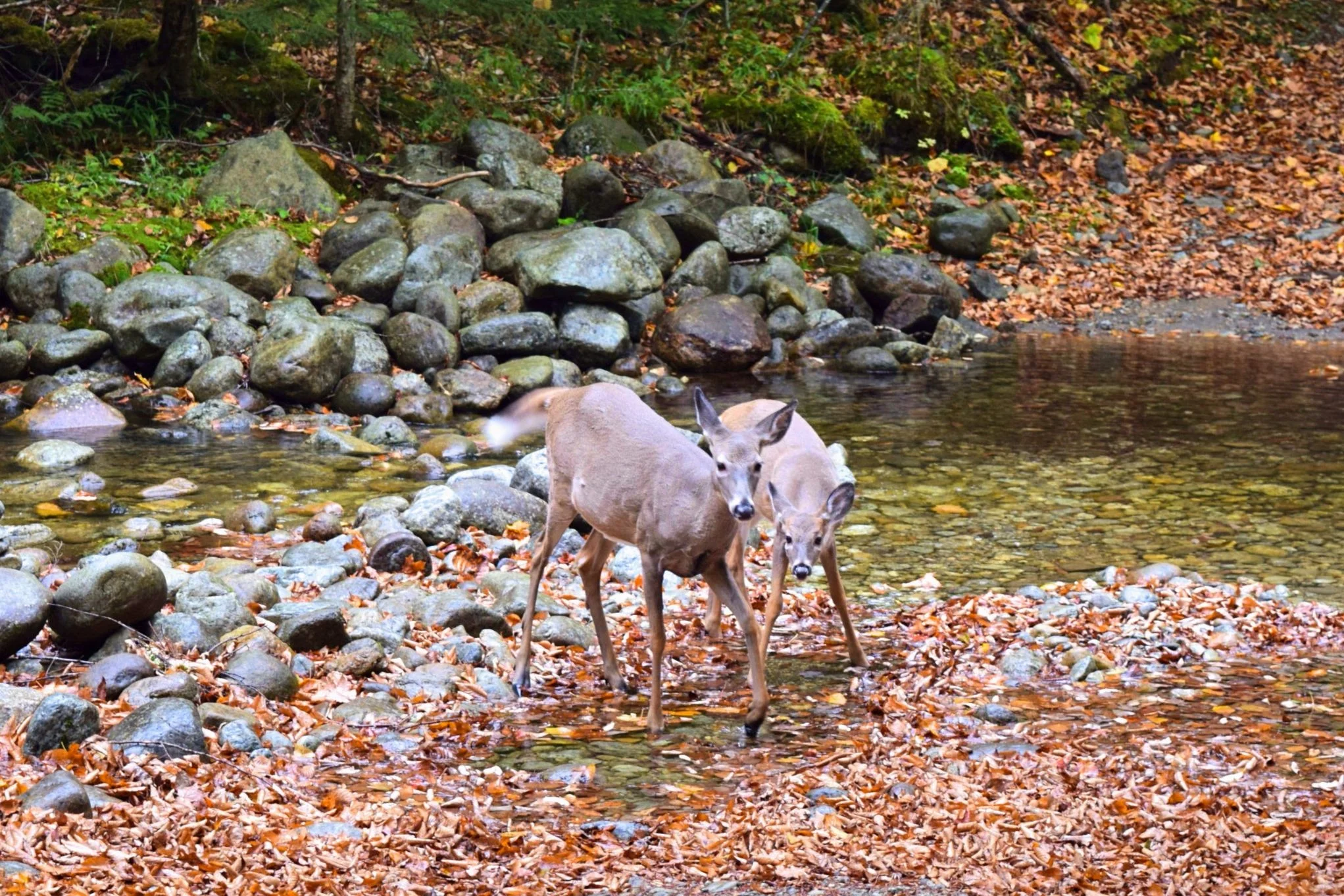DSC_1036.jpg