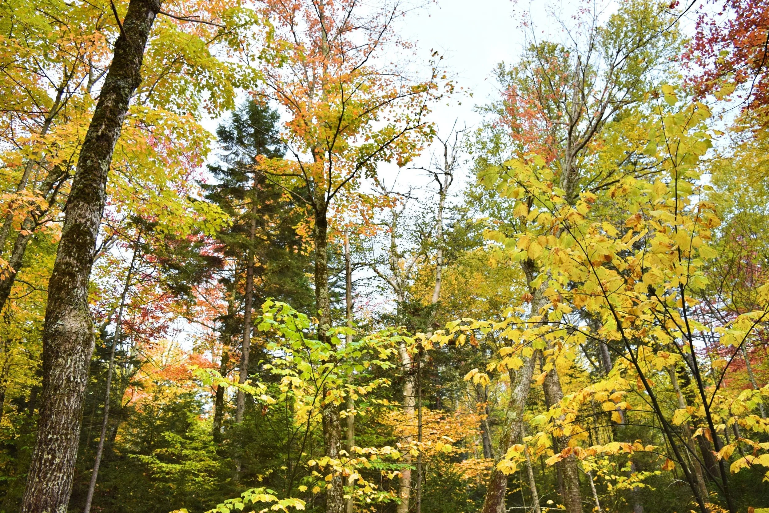 DSC_1245.jpg