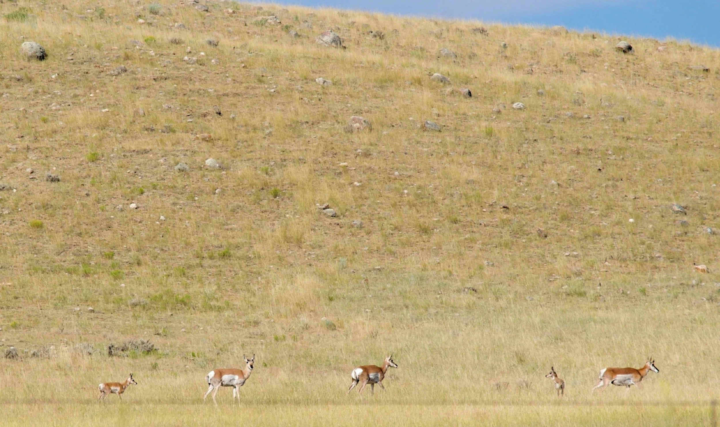 We saw tons of pronghorns!