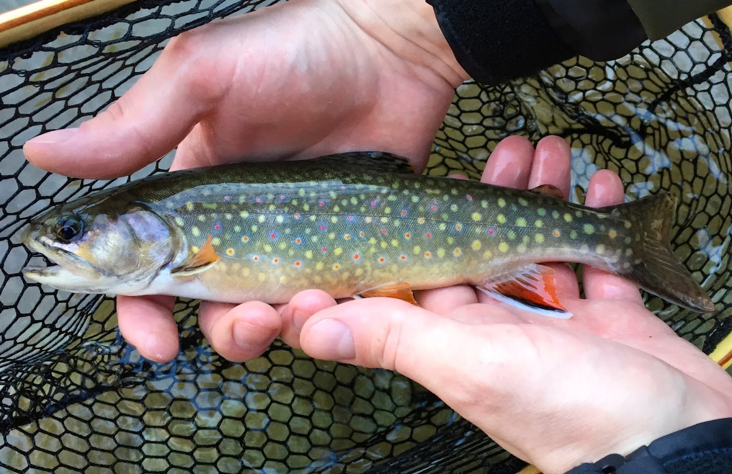 Brook trout, Shenandoah National Park, VA.