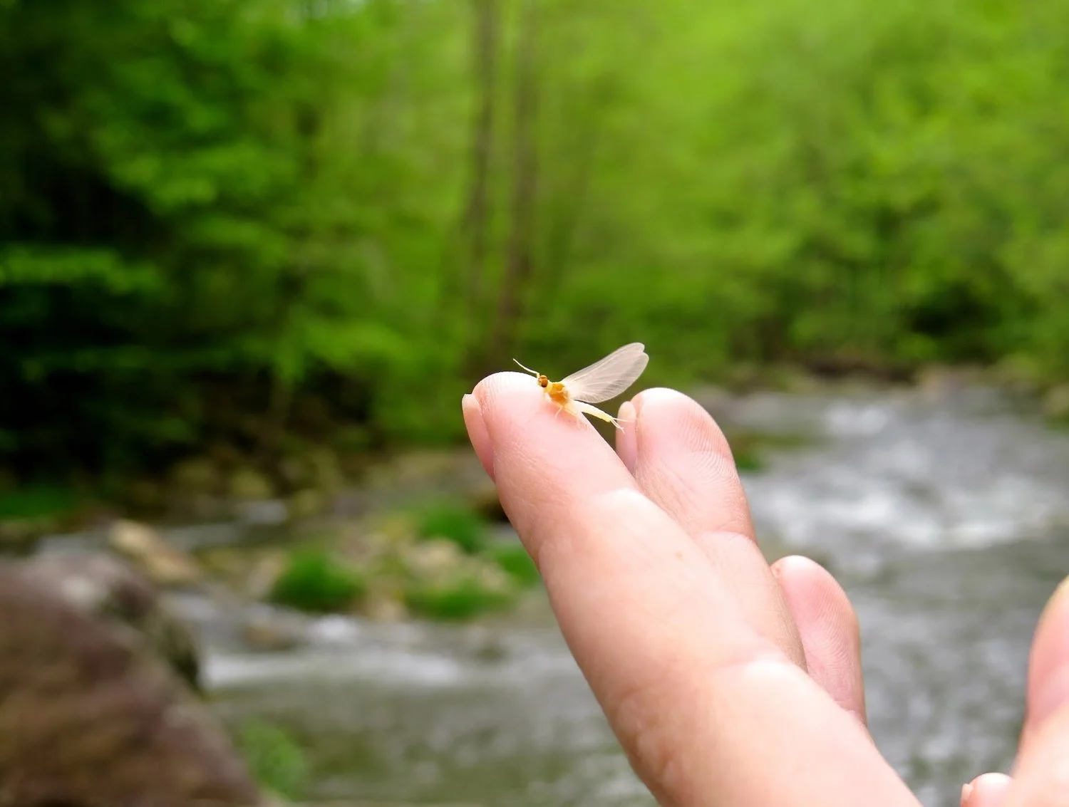 A mayfly