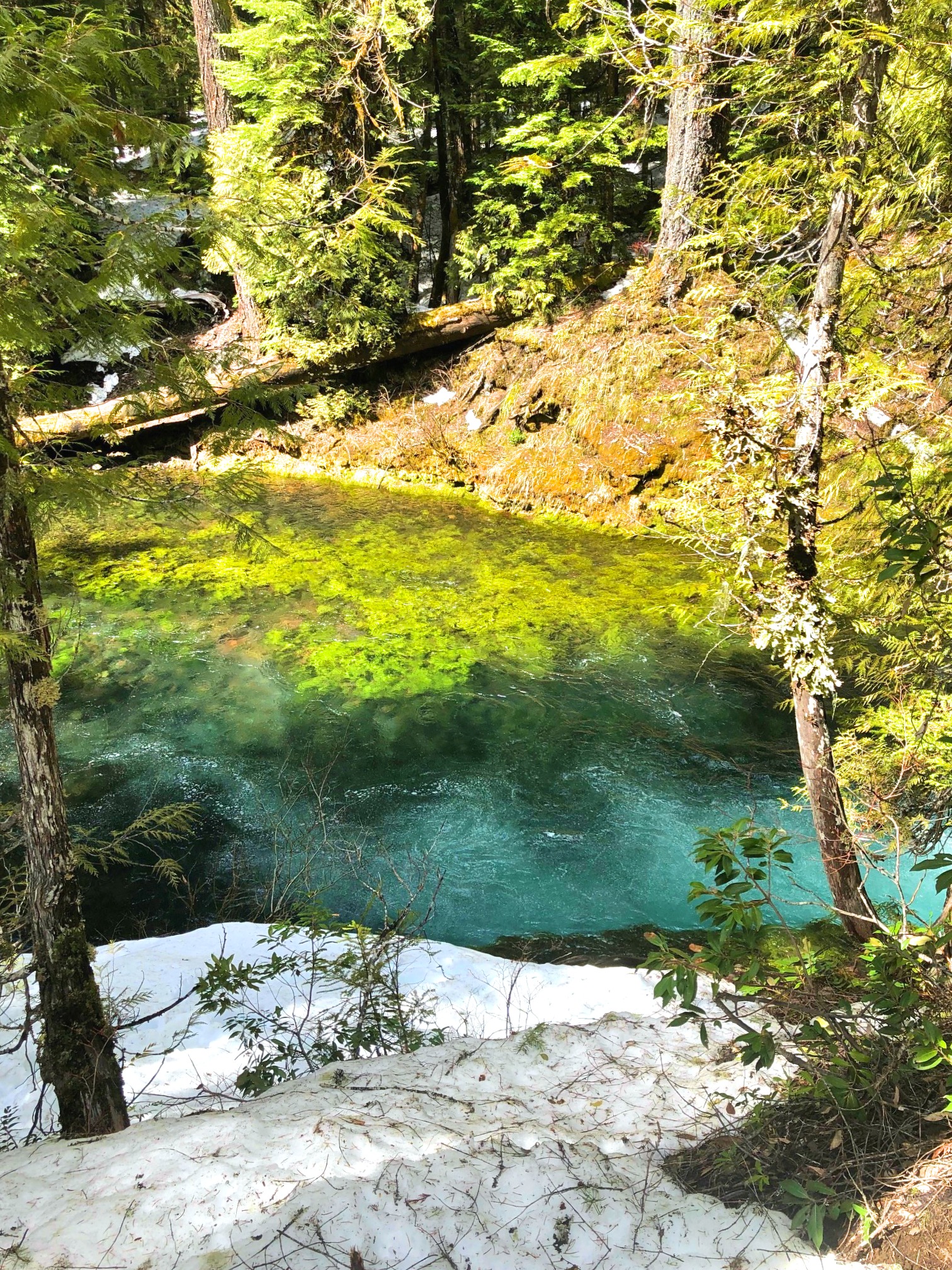 Hiking to Sahalie & Koosah Falls, Oregon — Snows Out West