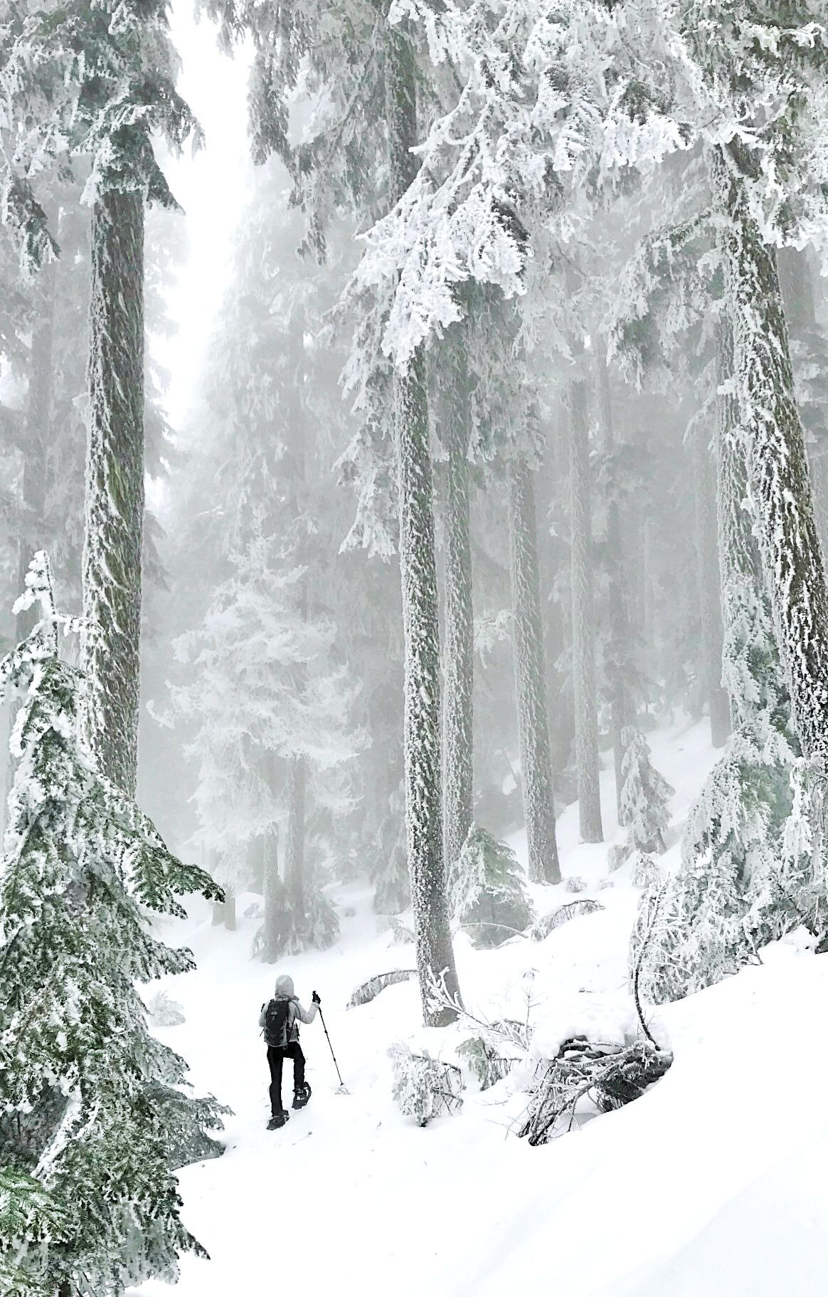 McNeil Point Snowshoe 1.jpg