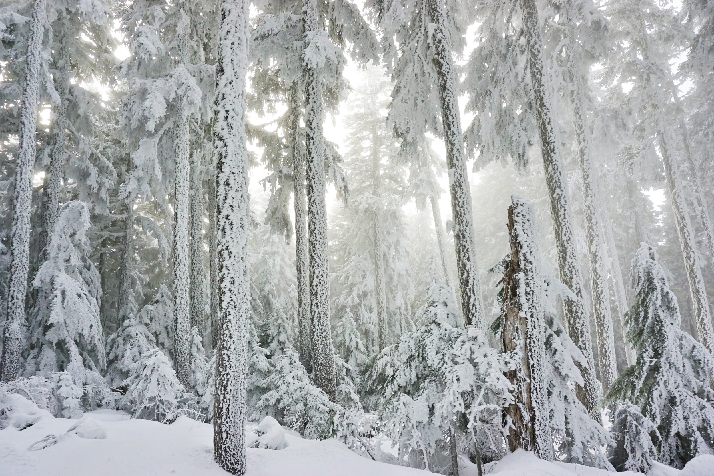 McNeil Point Snowshoe.jpg