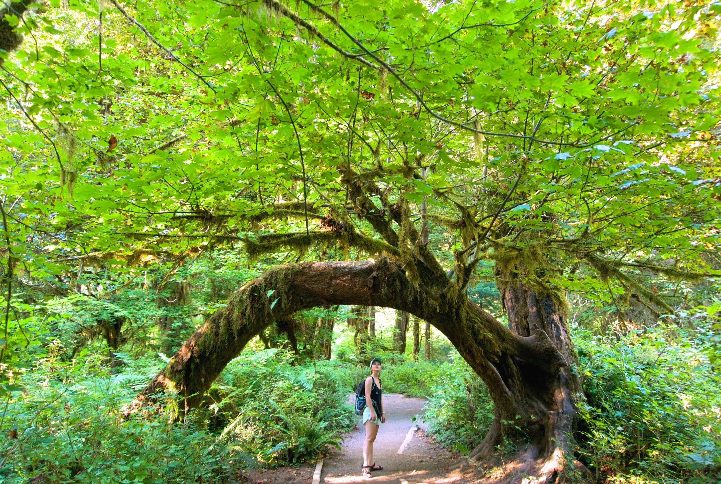 Hoh Rainforest 1.jpg