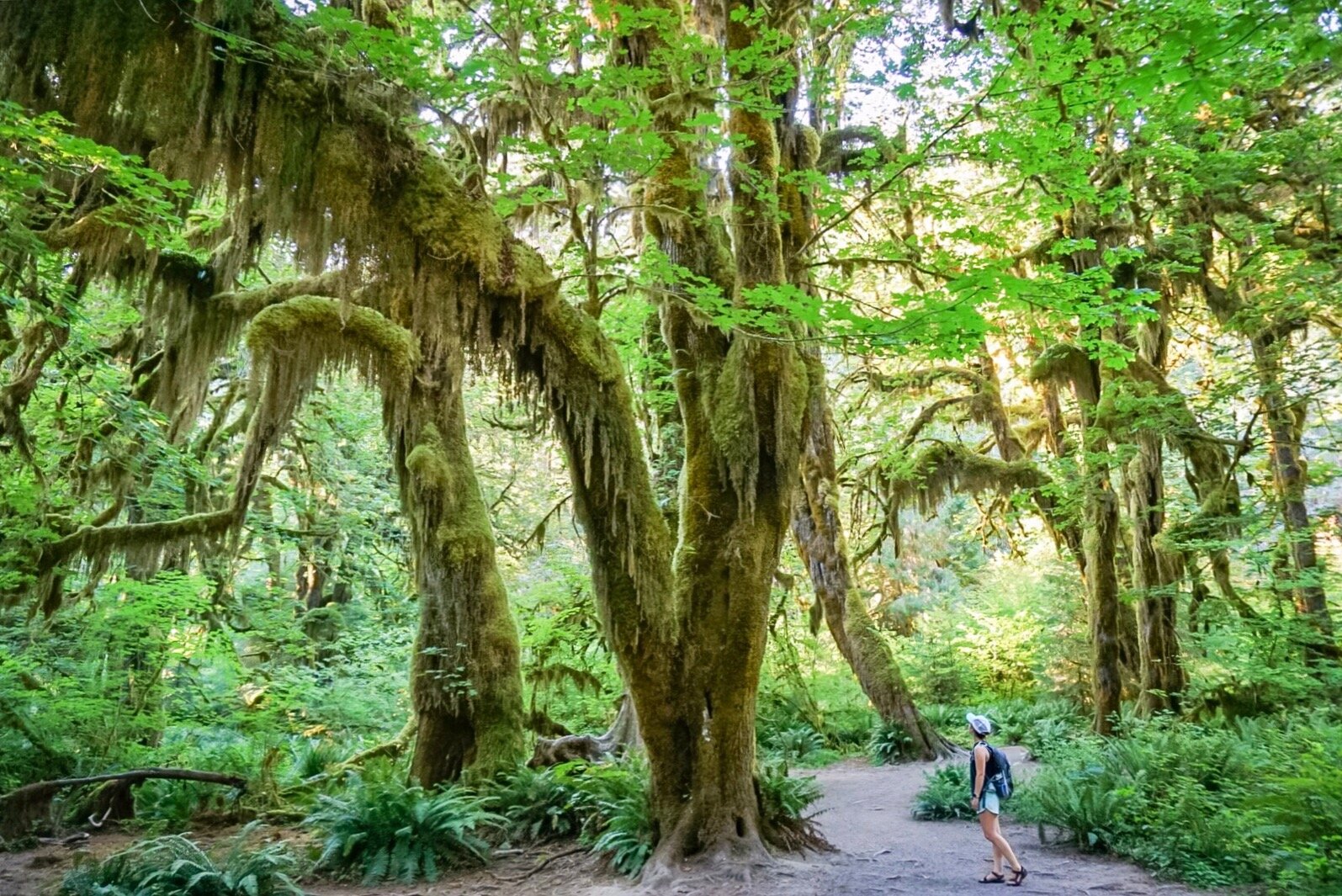 Hoh Rainforest.jpg