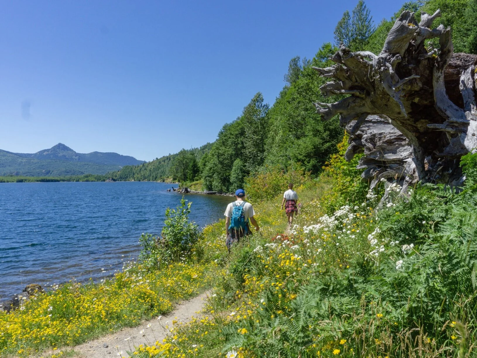 Hiking Coldwater Lake, Mount St Helens, Washington — Snows Out West