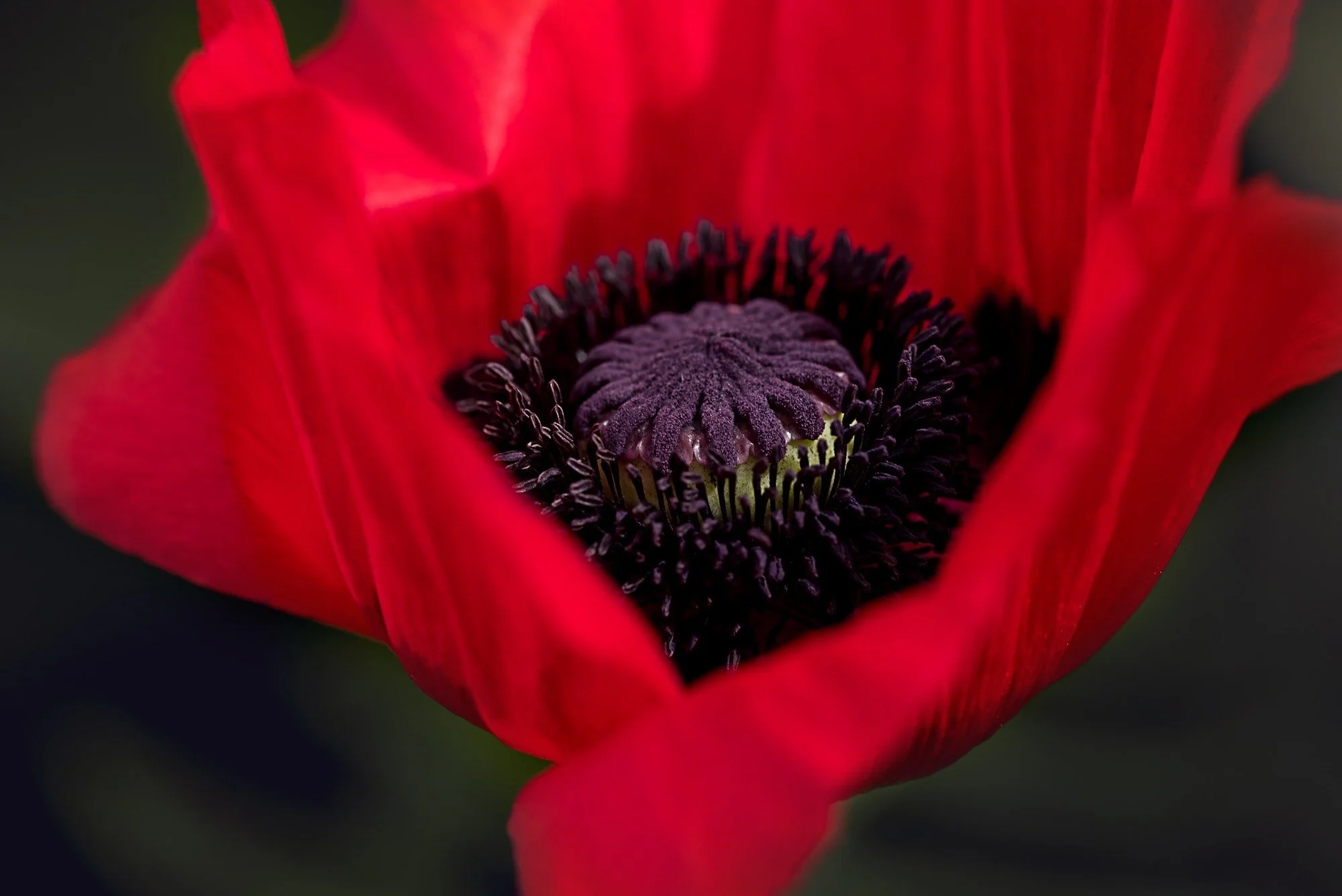 Remembrance Day