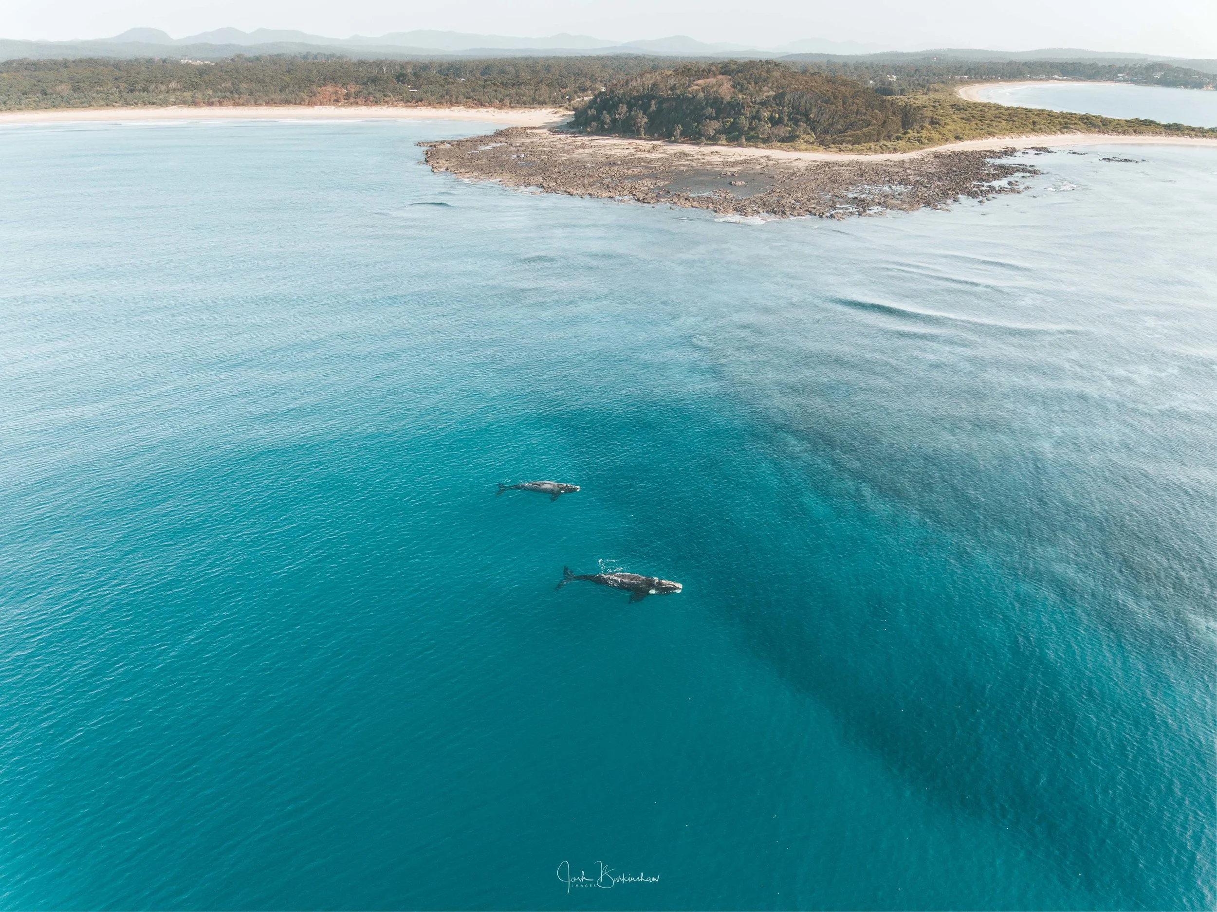 15-9-18 whales broulee ig3 (1 of 1).jpg