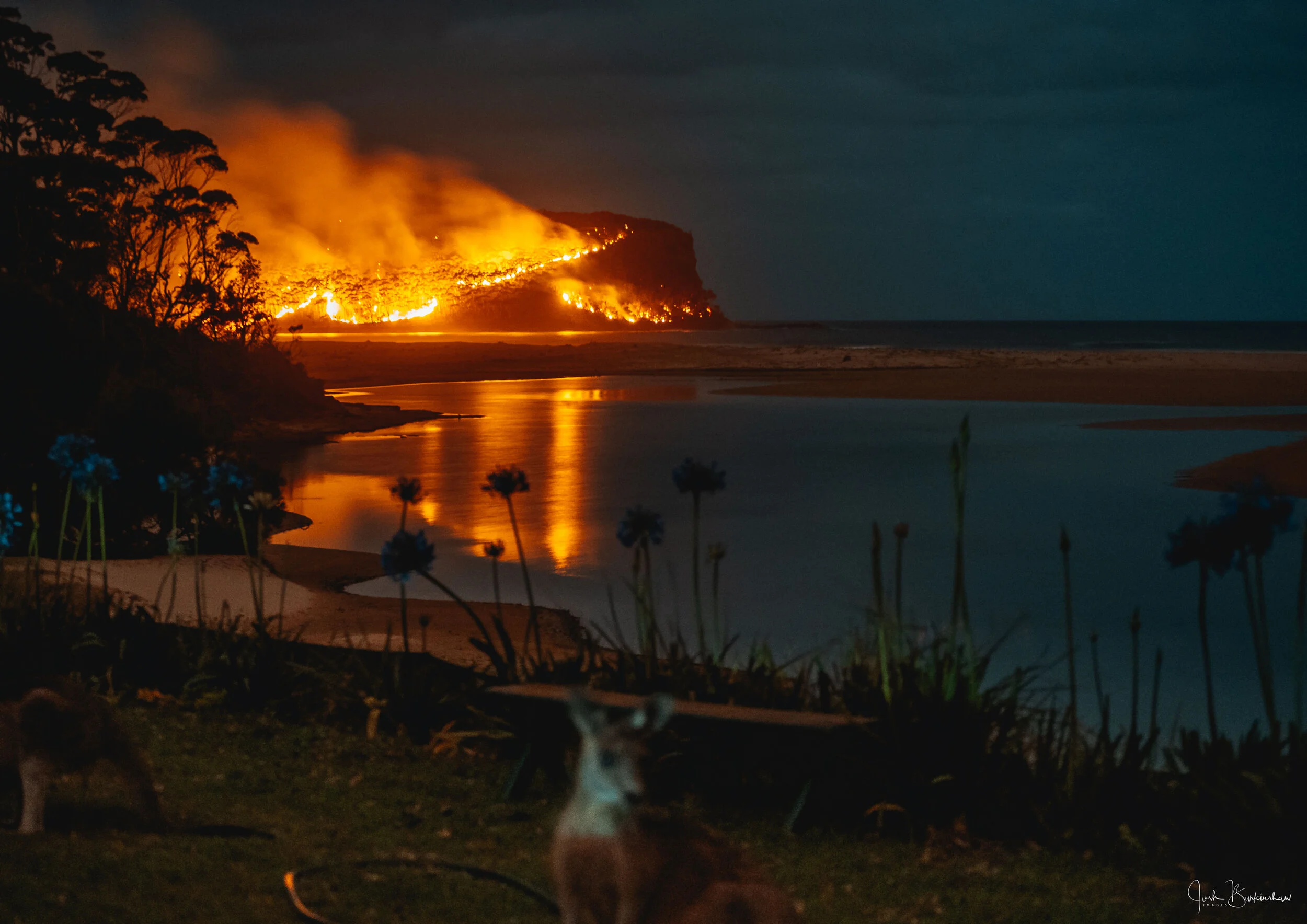 Point upright alight kangaroo low (1 of 1).jpg