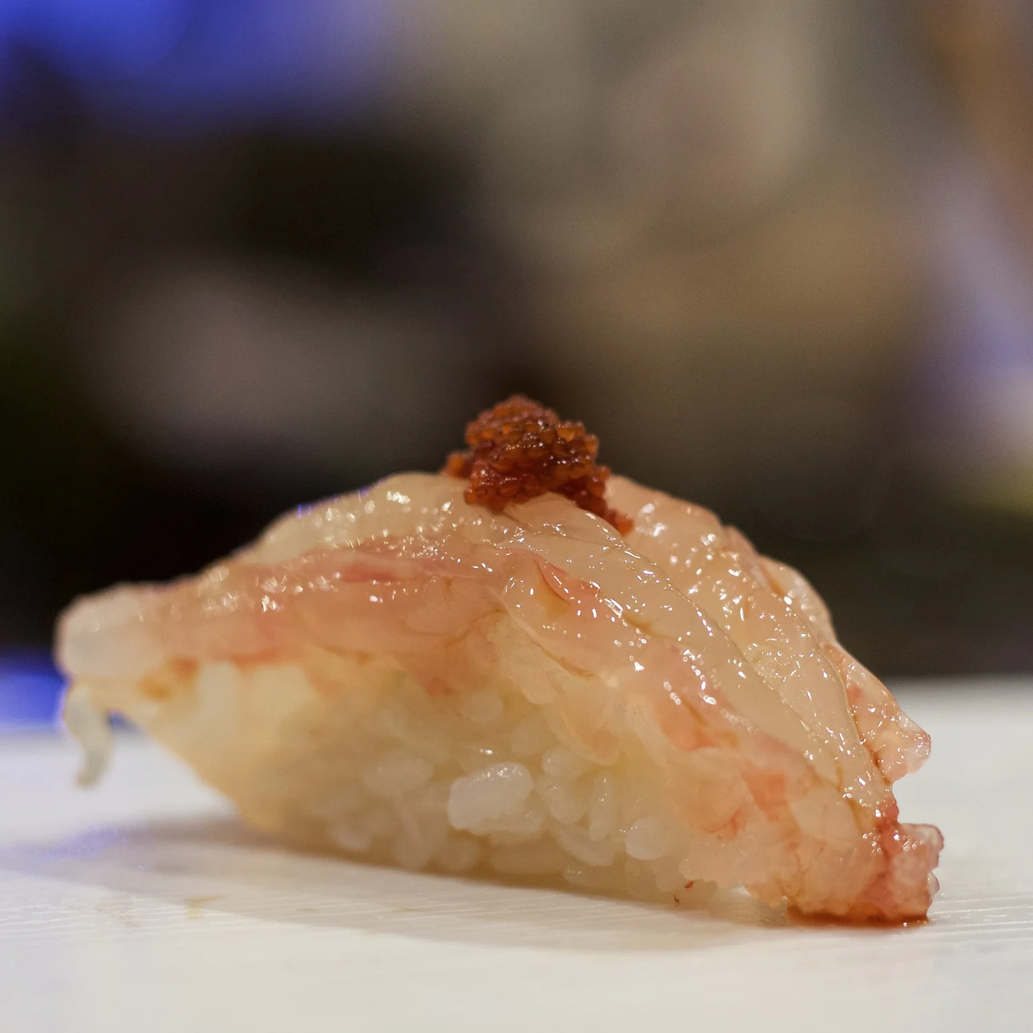 The Sushi Geek