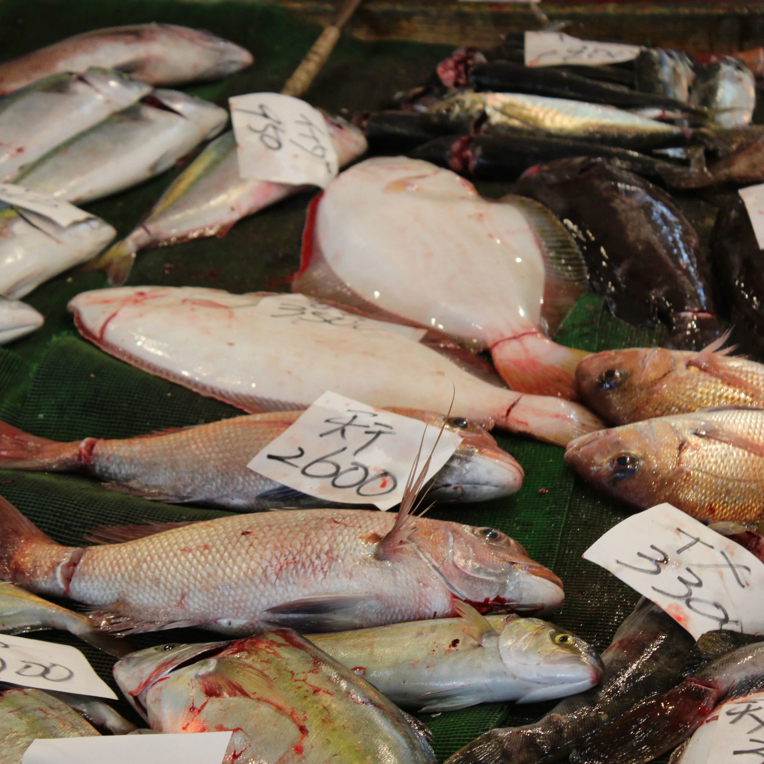 Fish for sale, Tsukiji