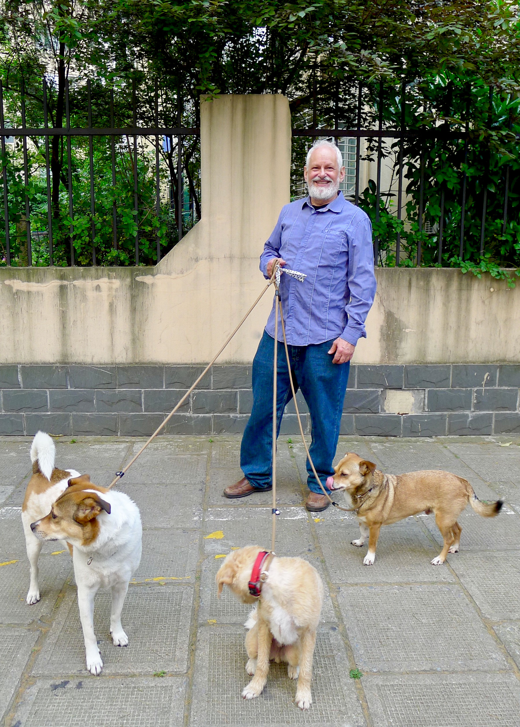 dogs.jpeg