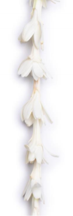 Single Tuberose