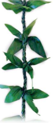 Single Ti Leaf
