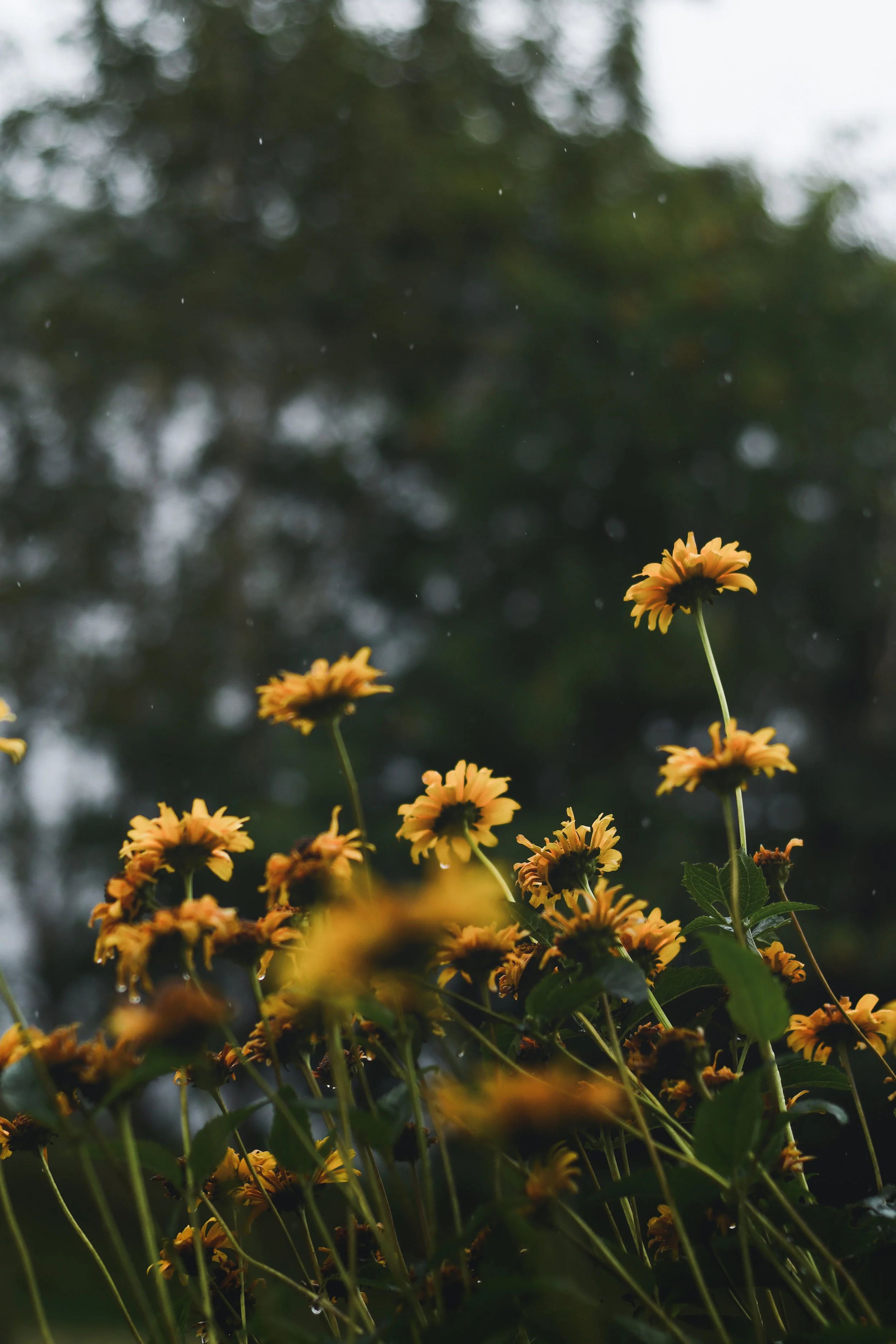 megan's garden: a summer shower
