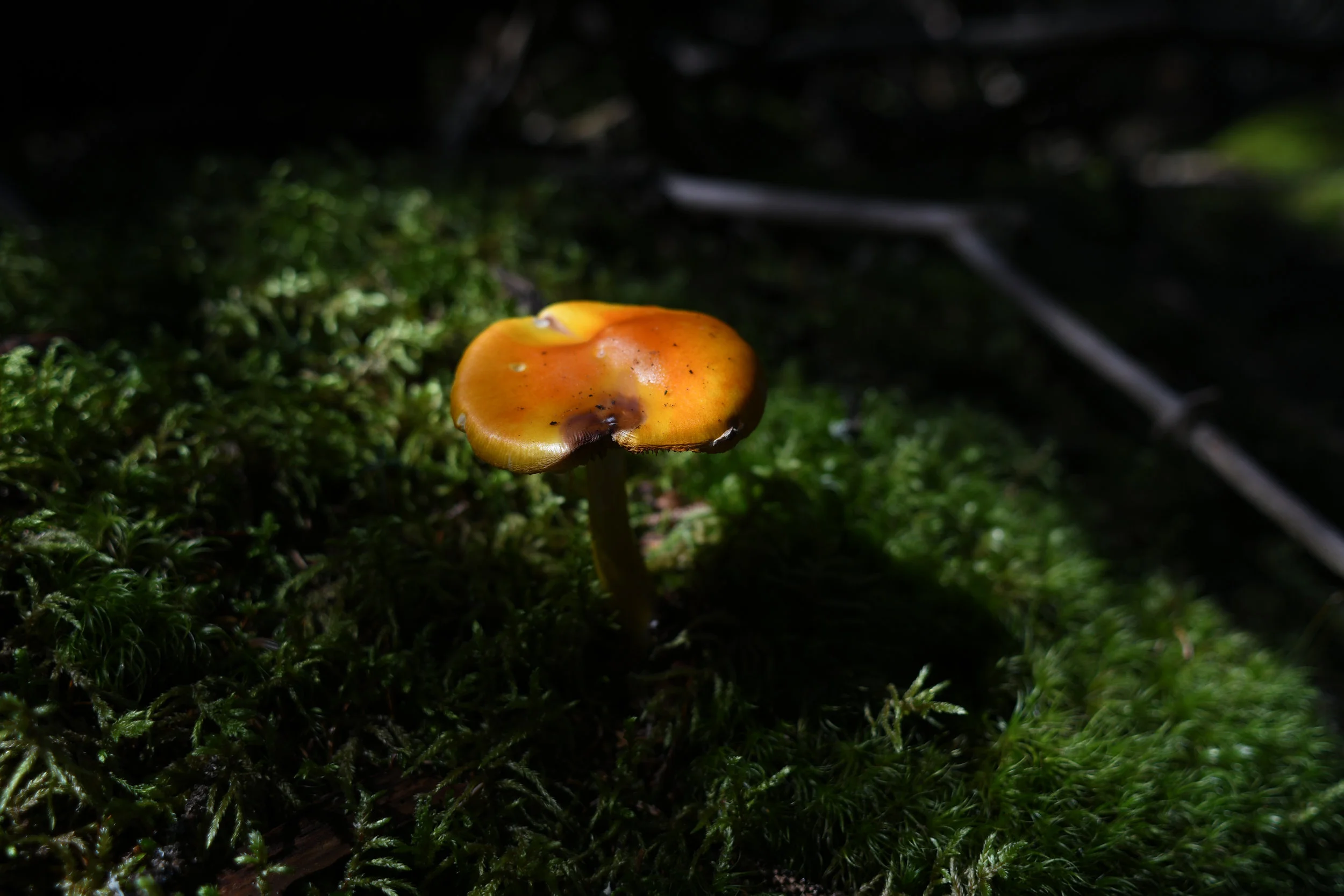 in the forest on gaff point