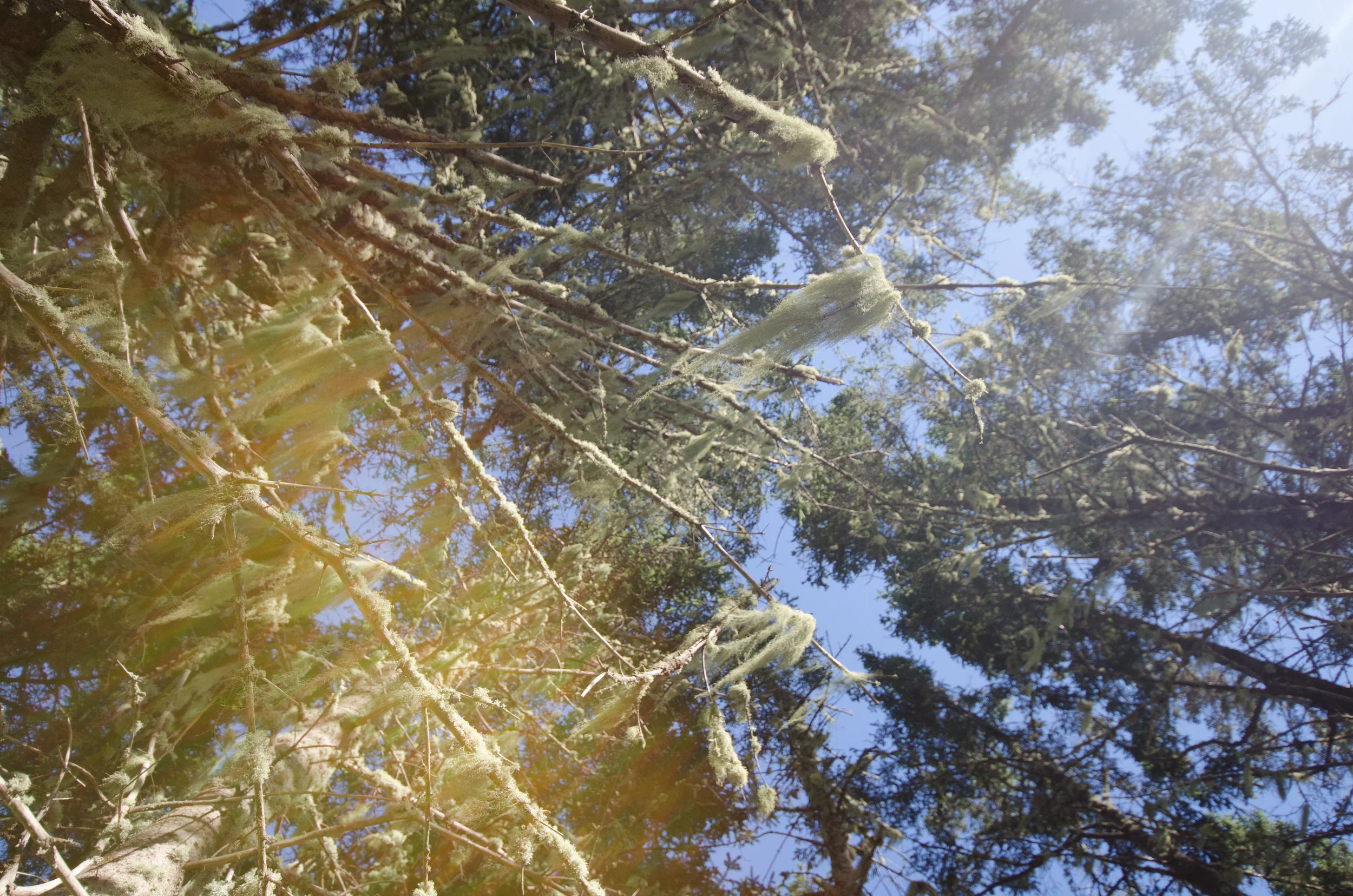 from saddle, looking up