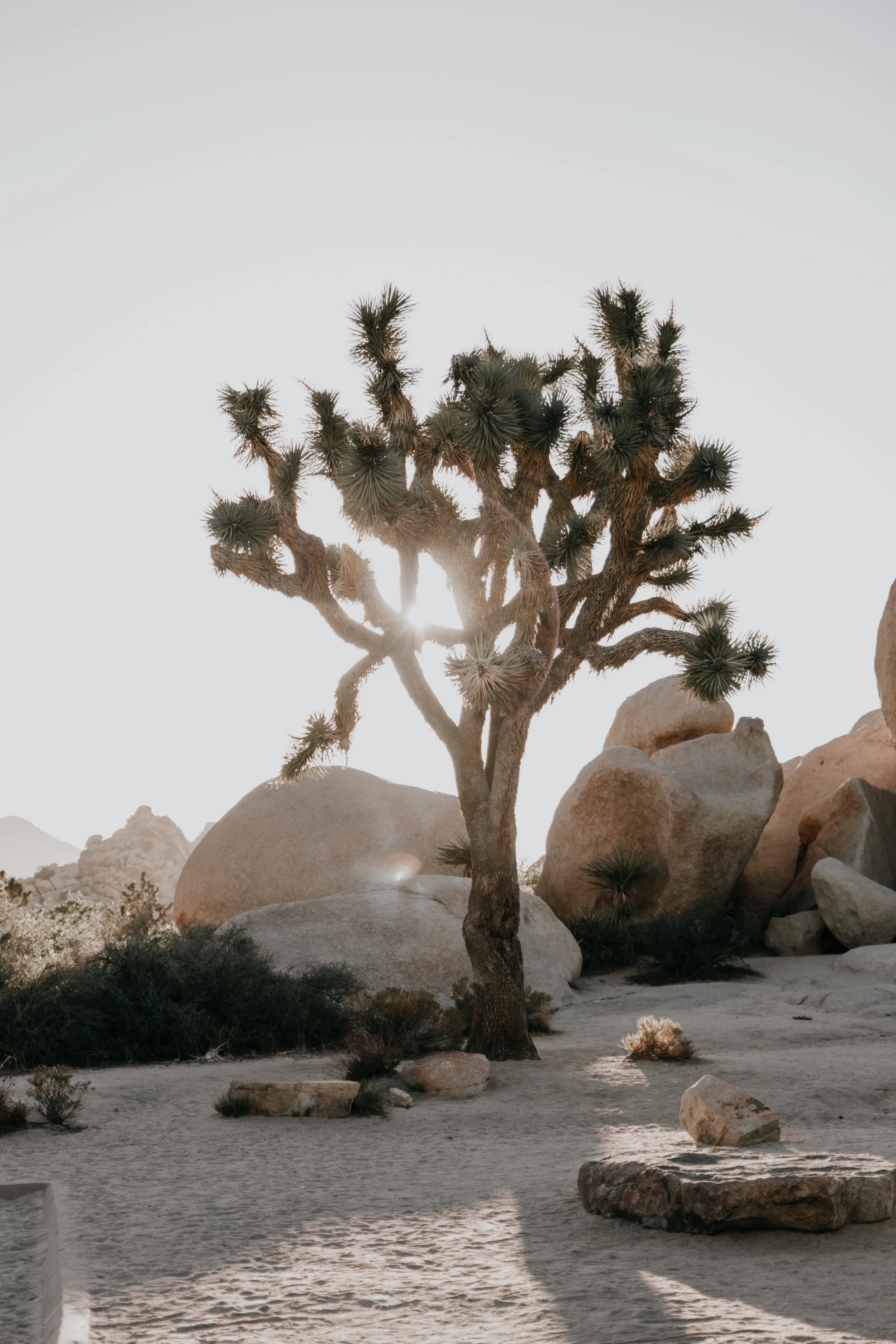 Joshua Tree National Park