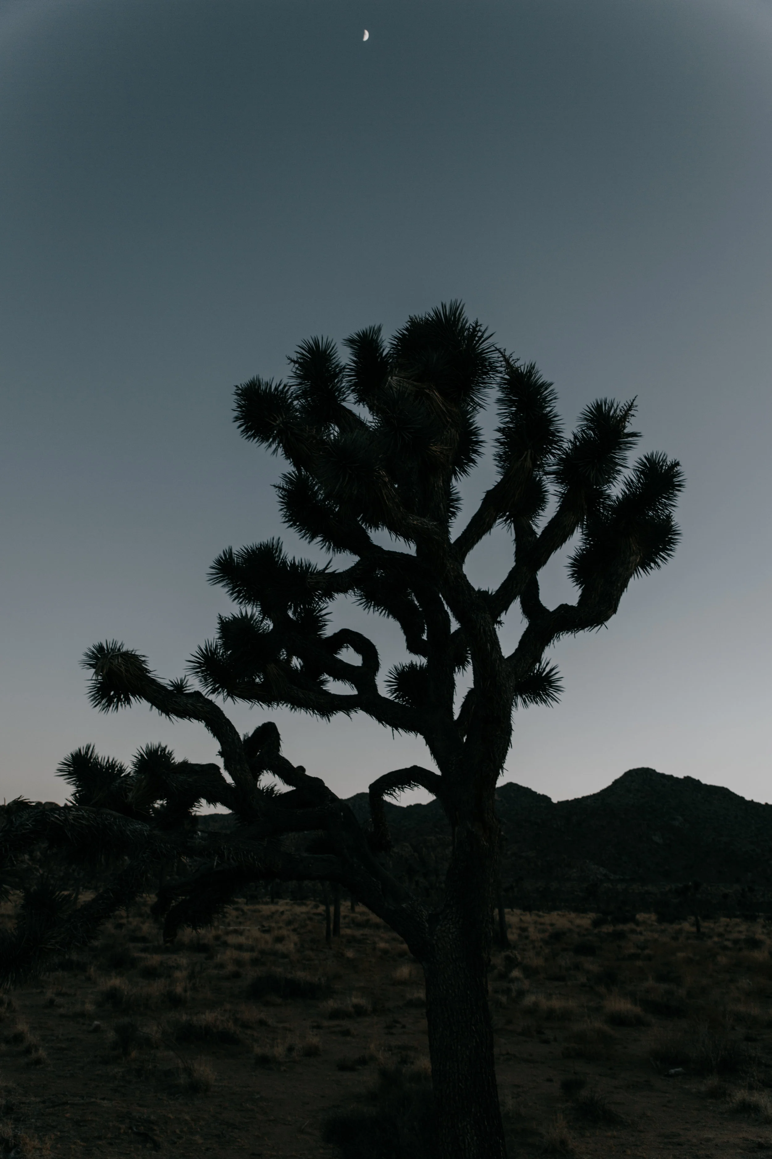 Nights in the desert