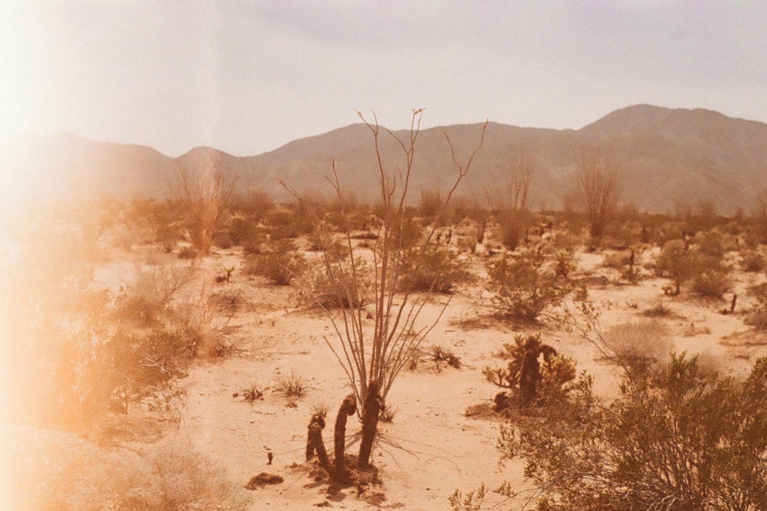 Desertfilm35mm.jpg