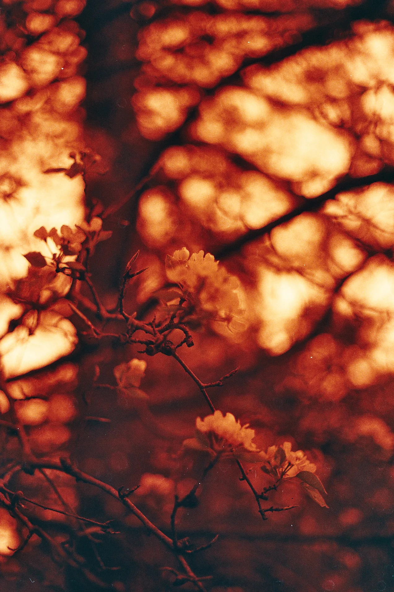 cuomo Redscale film.jpg
