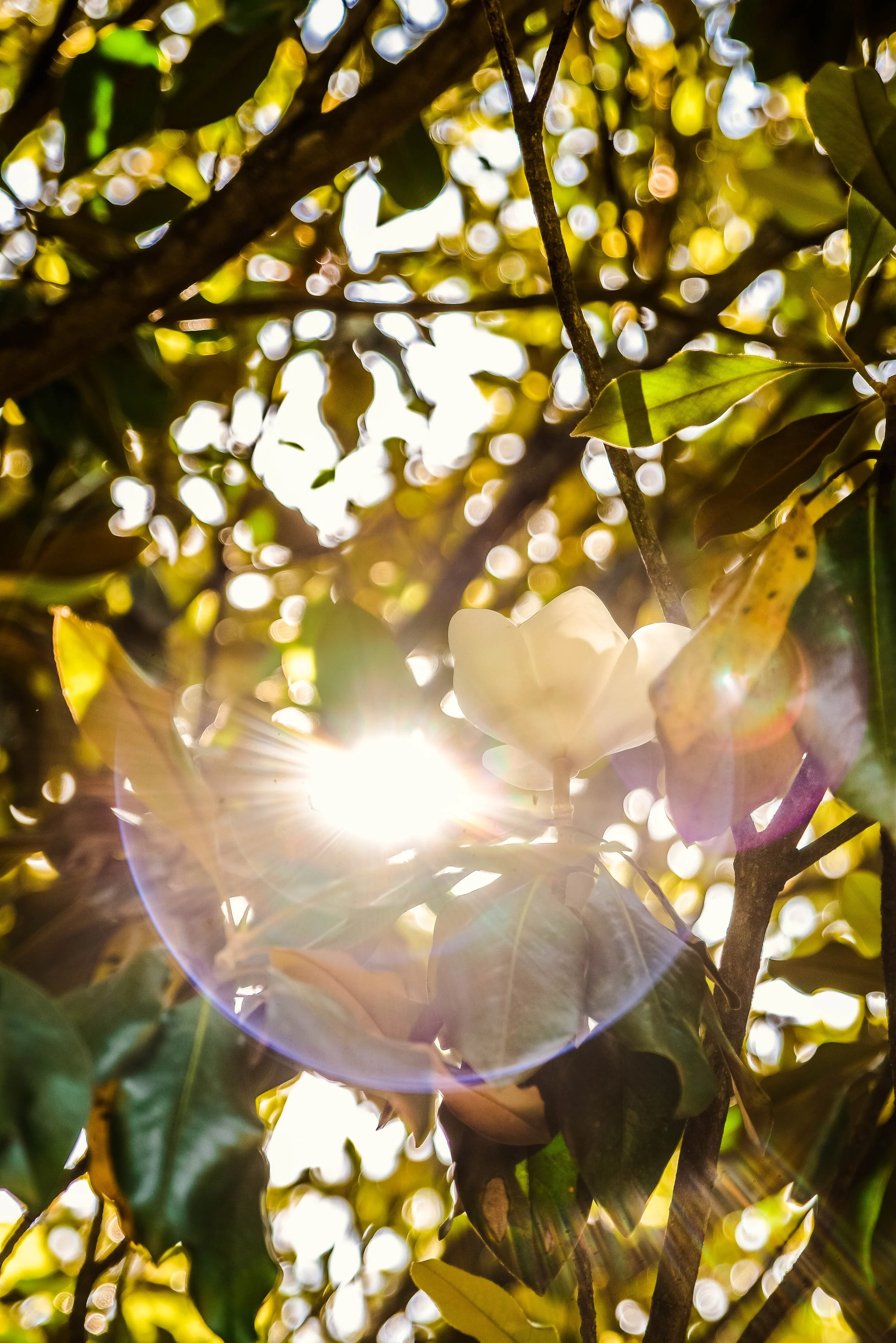 Greenwood Place Survey Results