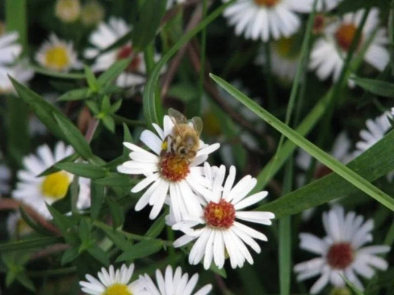 Visiting Honey Bee collecting pollen from our daisys!