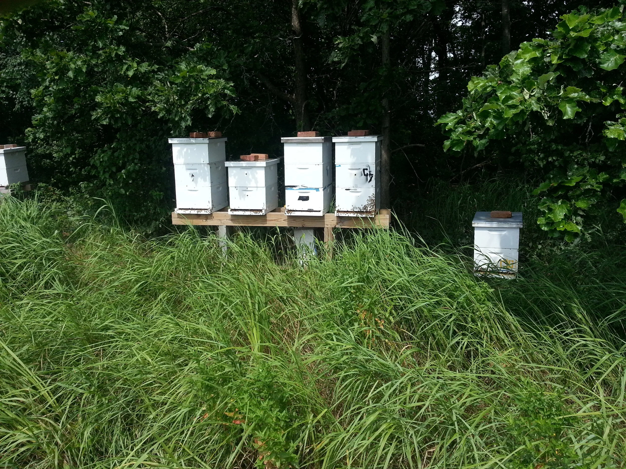 Bee School Course 2: Coming Out of Winter - Spring Management & Mechanics