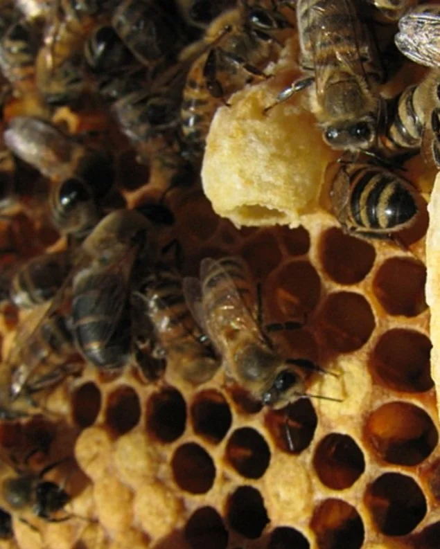 Bee School Course 4: Identifying and Dealing with Honey Bee Diseases & Pests