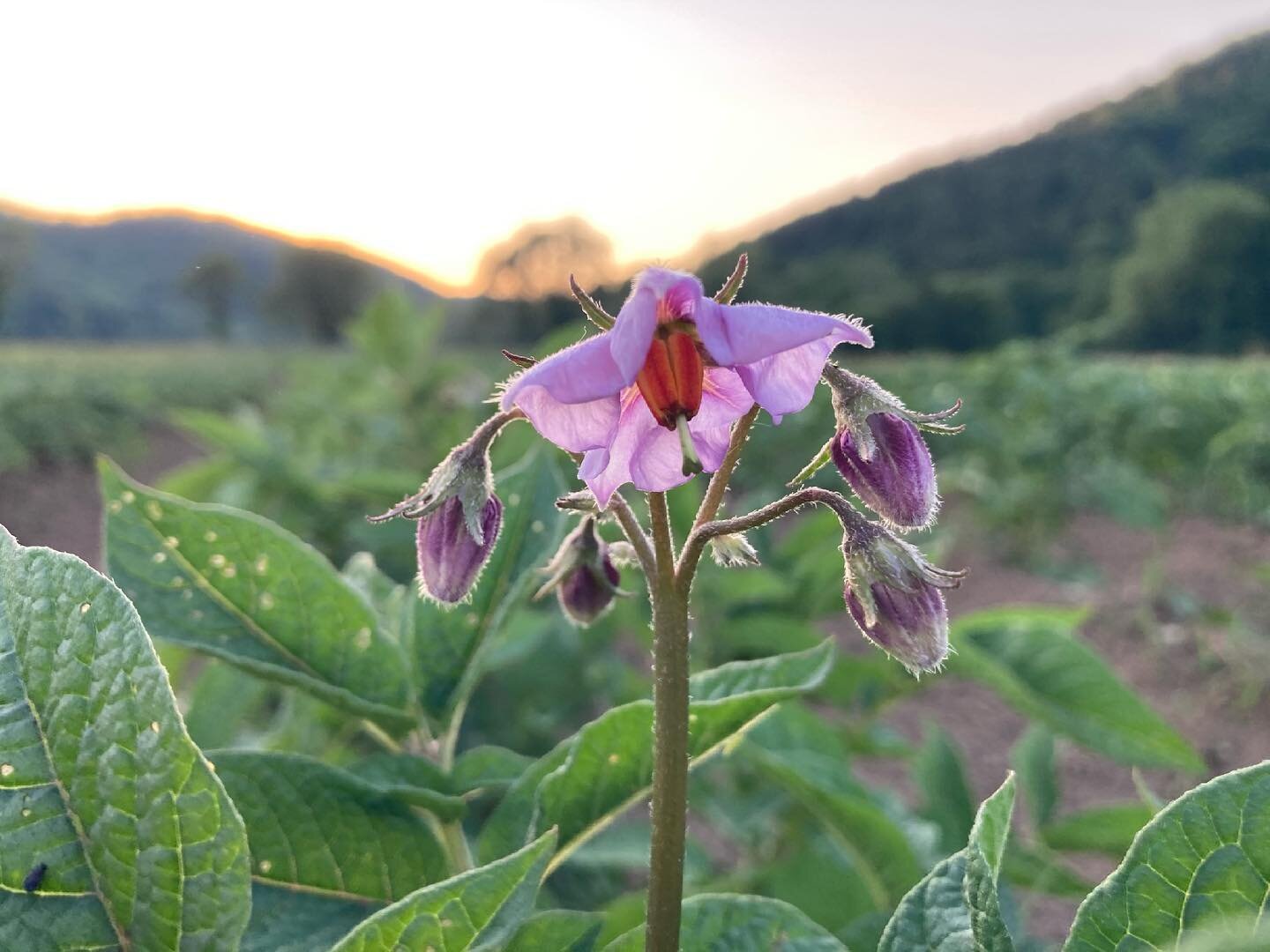 POTATO UPDATE: Several of the potato varieties are beginning to put on flowers, check out the differences!

Also! Valle Crucis at dusk is the best. If food&rsquo;s grown here, it&rsquo;s gotta taste good.

#terroir 

#daffodilspringfarm