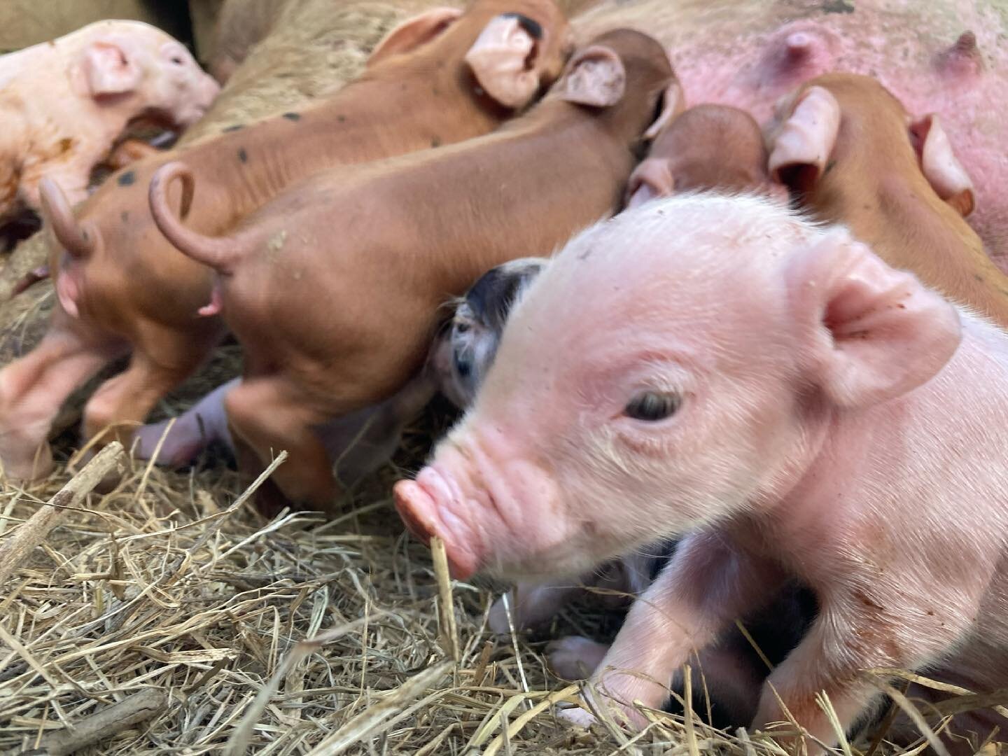 Sometimes it seems like my parents time their visits of afternoon farrowing. Glad they were around and grateful that they were interested in pitching in, like picking supper sweet sugar snap peas for the @highcountryfoodhub .

#daffodilspringfarm