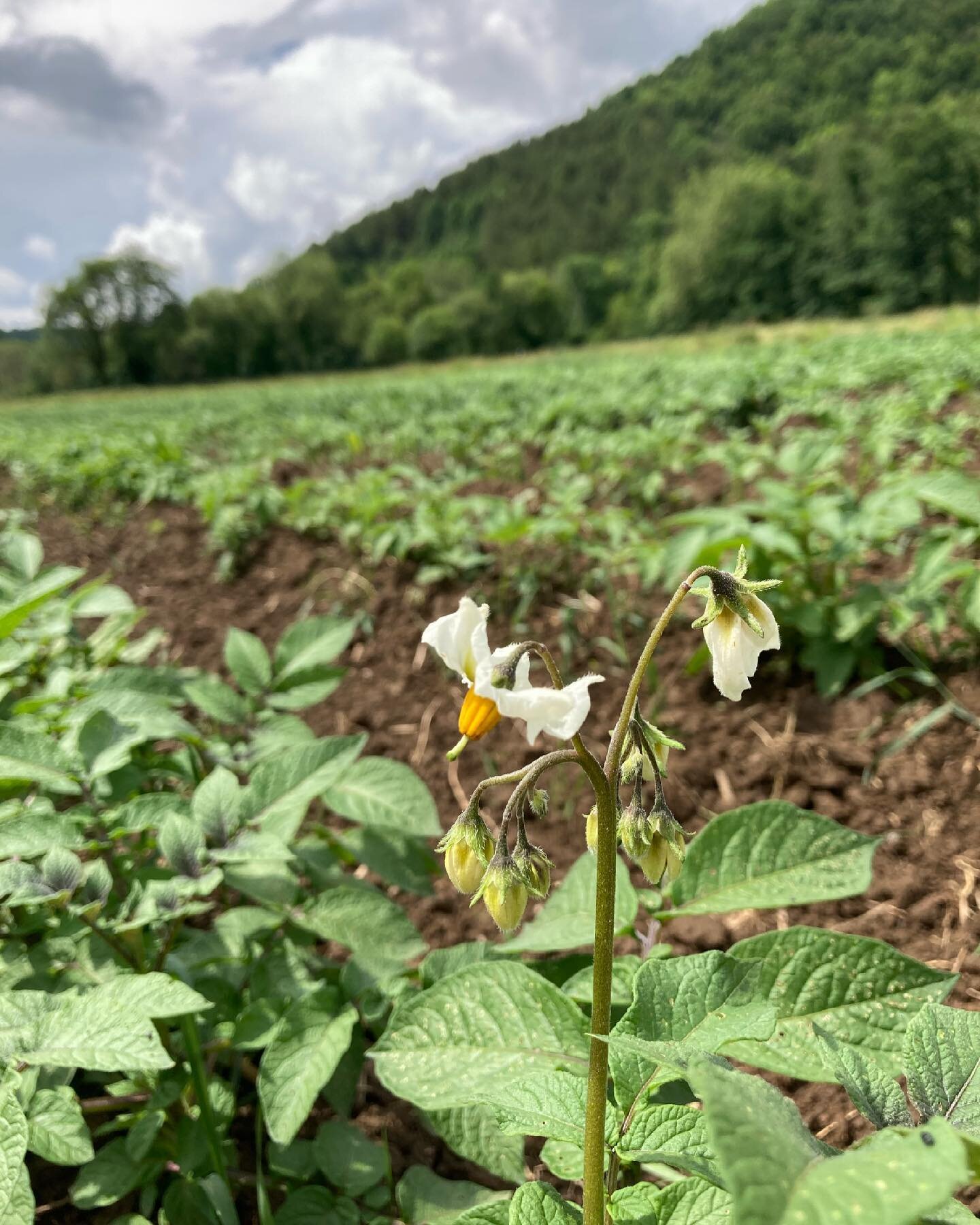 POTATO UPDATE: The Adirondack Blues and Masquerade are beginning to bloom!

This means that we&rsquo;re just a few short weeks away from New Potatoes, just in time for the 4th.

There&rsquo;s still plenty of time though to sign up for this year&rsquo